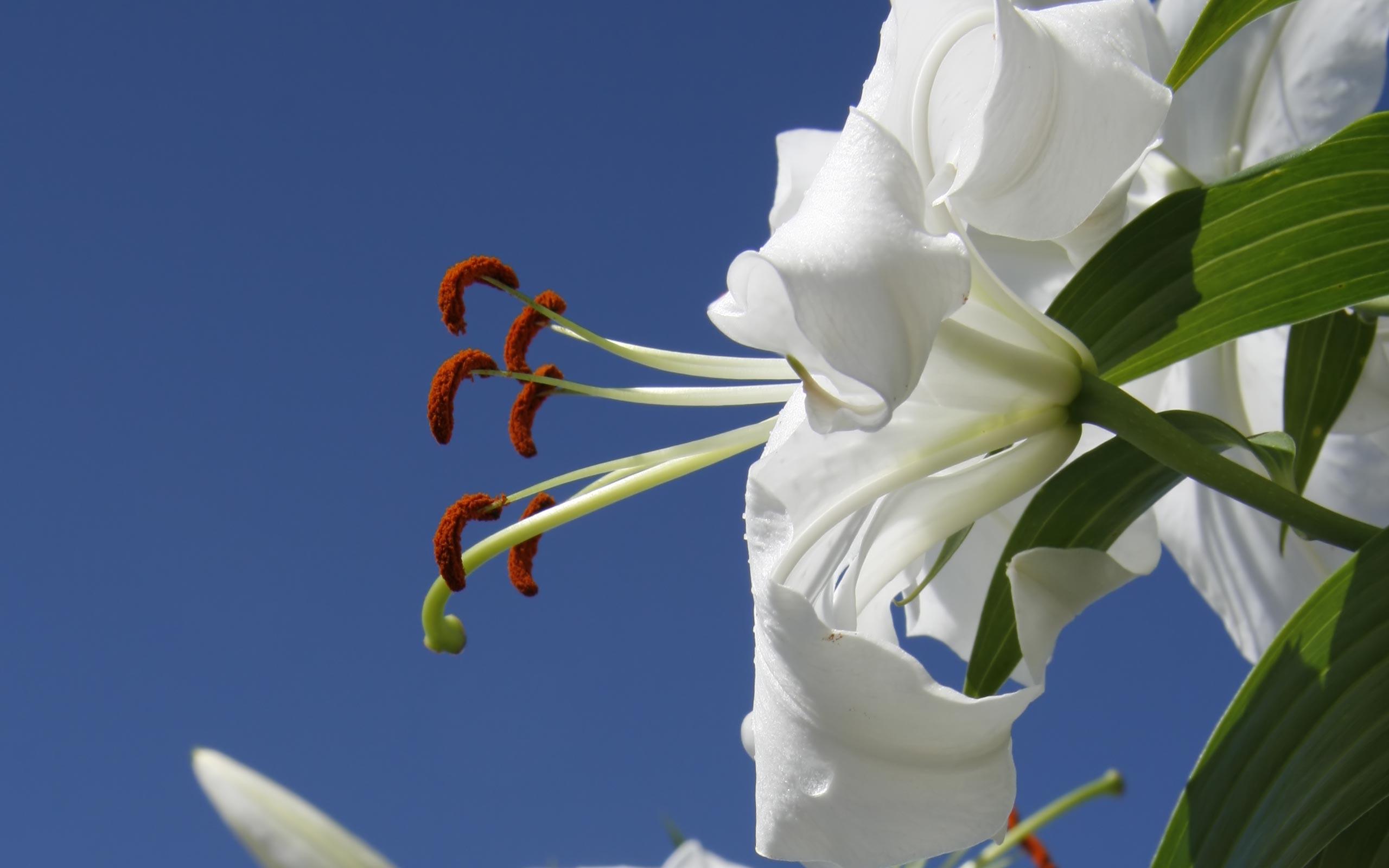 2560x1600 Download Belladonna Lily Wallpaper .