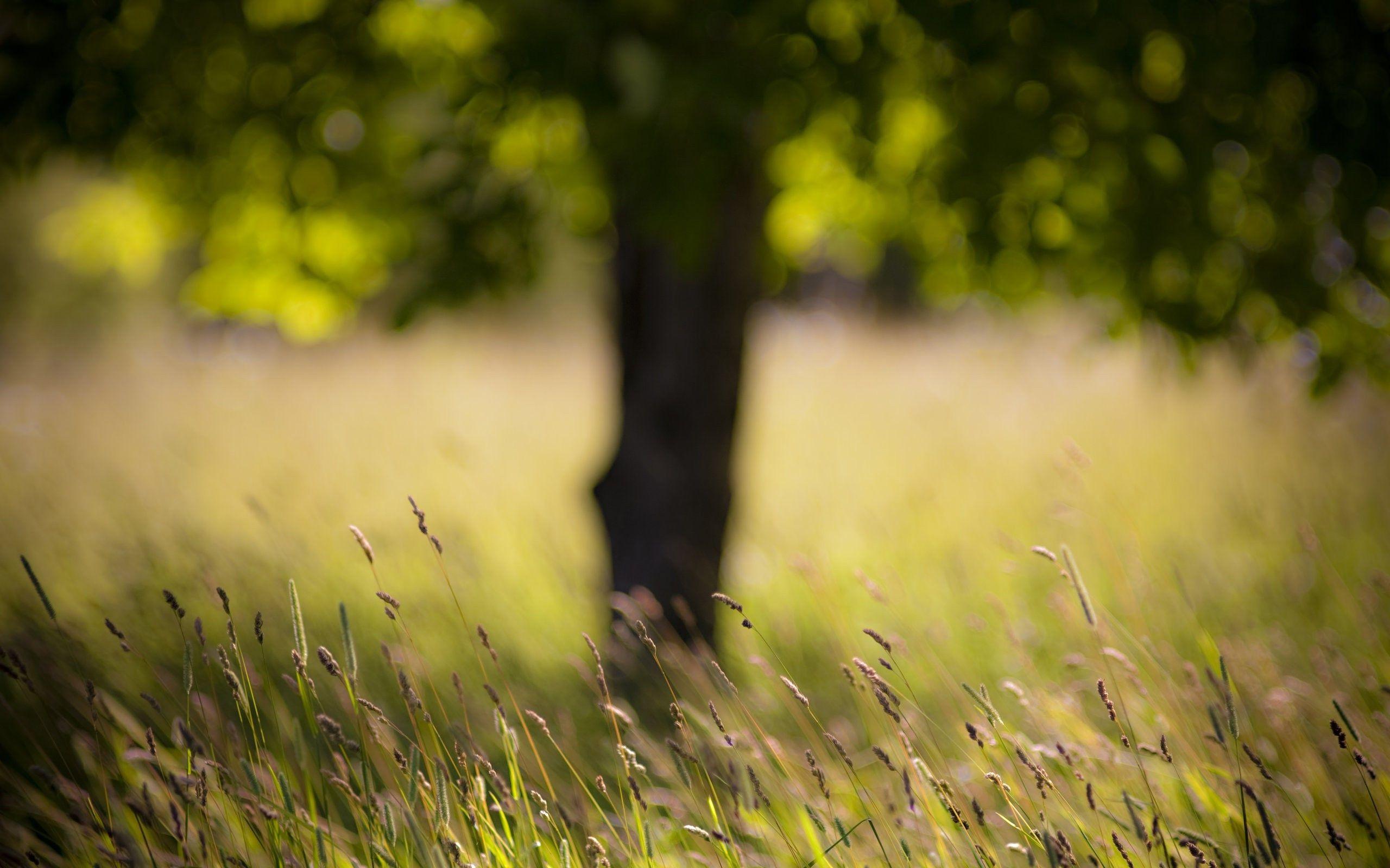 2560x1600 Blur Background HD .