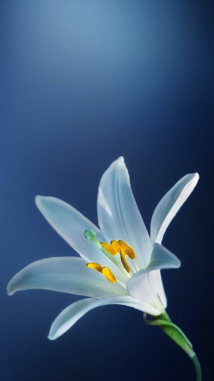 Blue Lily Wallpapers - Top Free Blue Lily Backgrounds - WallpaperAccess