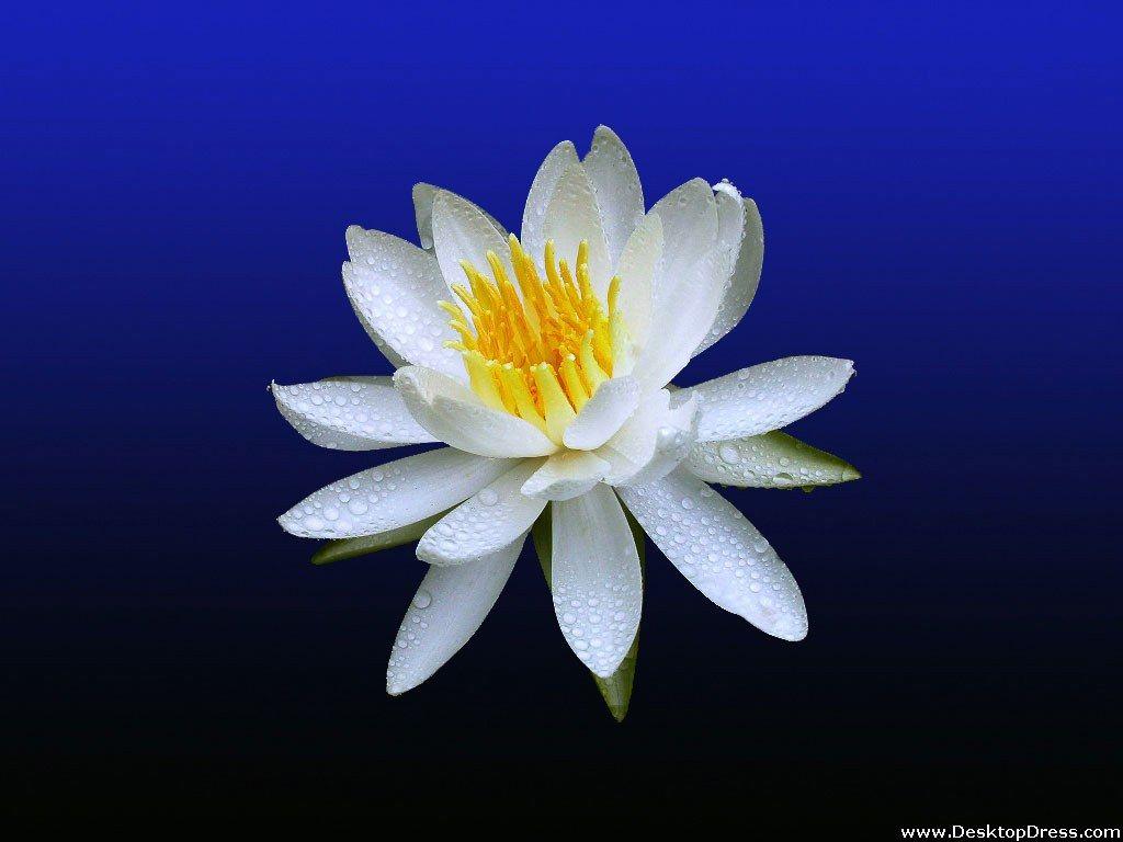 Blue Lily Wallpapers - Top Free Blue Lily Backgrounds - WallpaperAccess