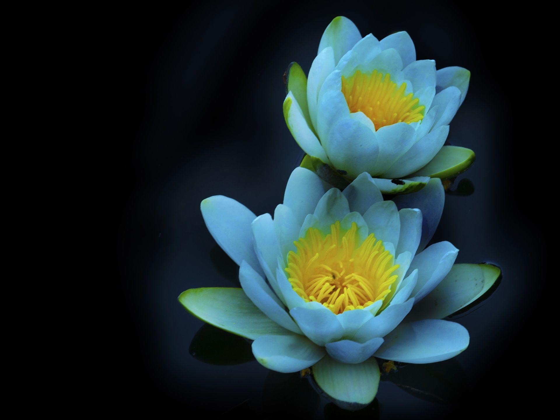 1920x1440 water lily 1920x1440 wallpaper download .