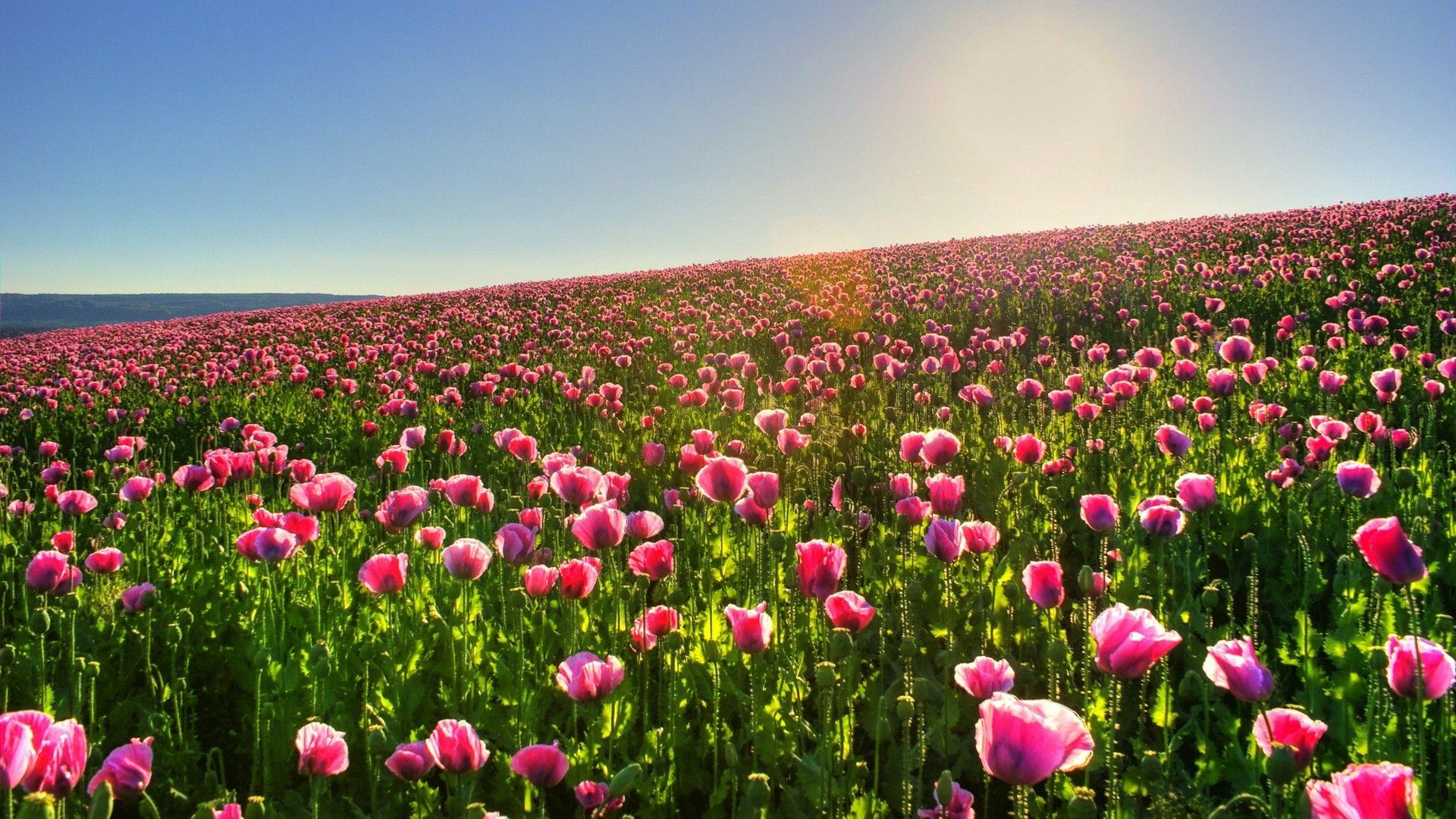 1920x1080 Flower Landscape wallpaperx1080 .