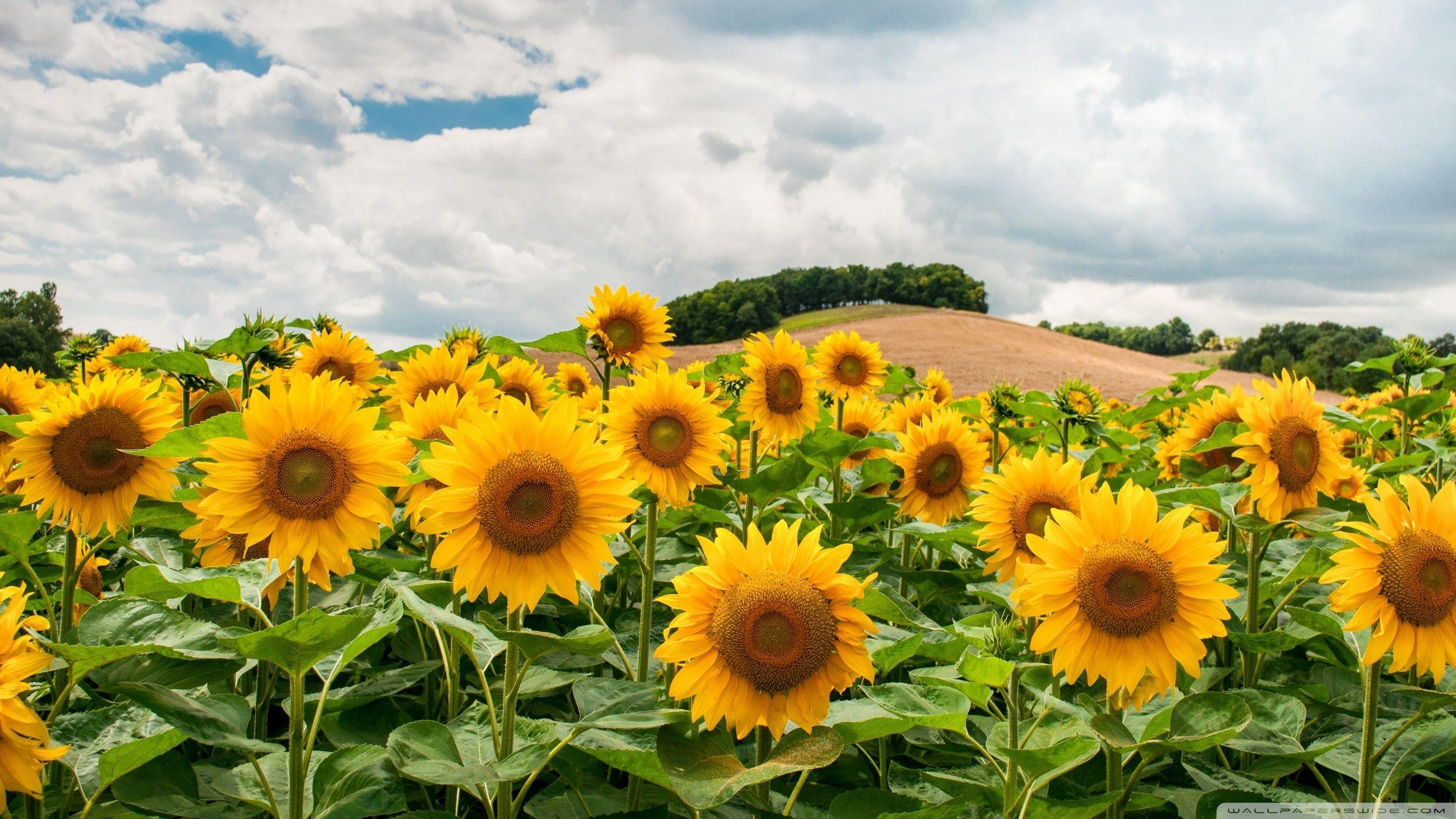 2400x1350 Flowers Landscape Ultra HD Desktop .