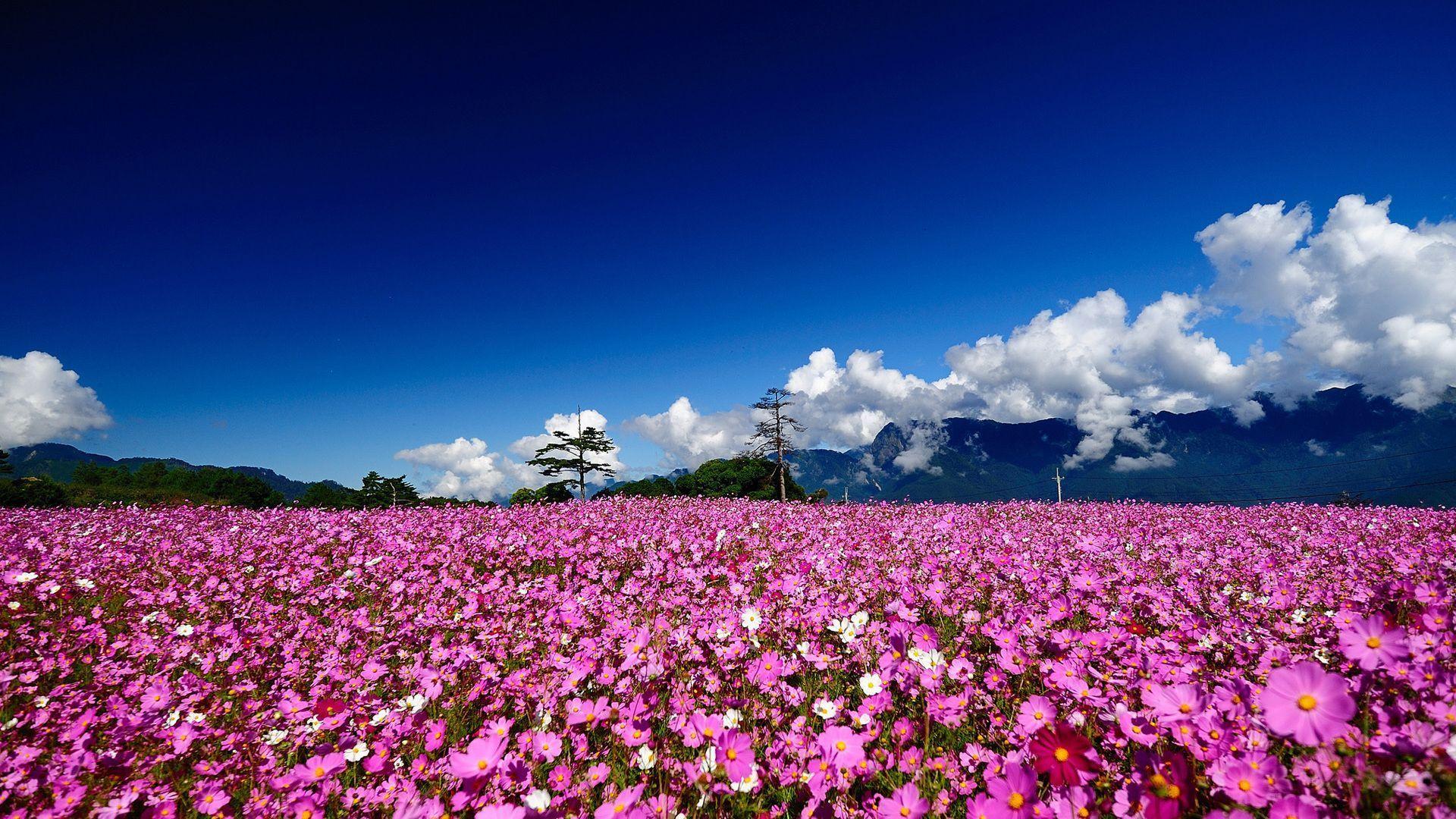 1920x1080 HD Wallpaper Nature Flowers Group Wallpaper
