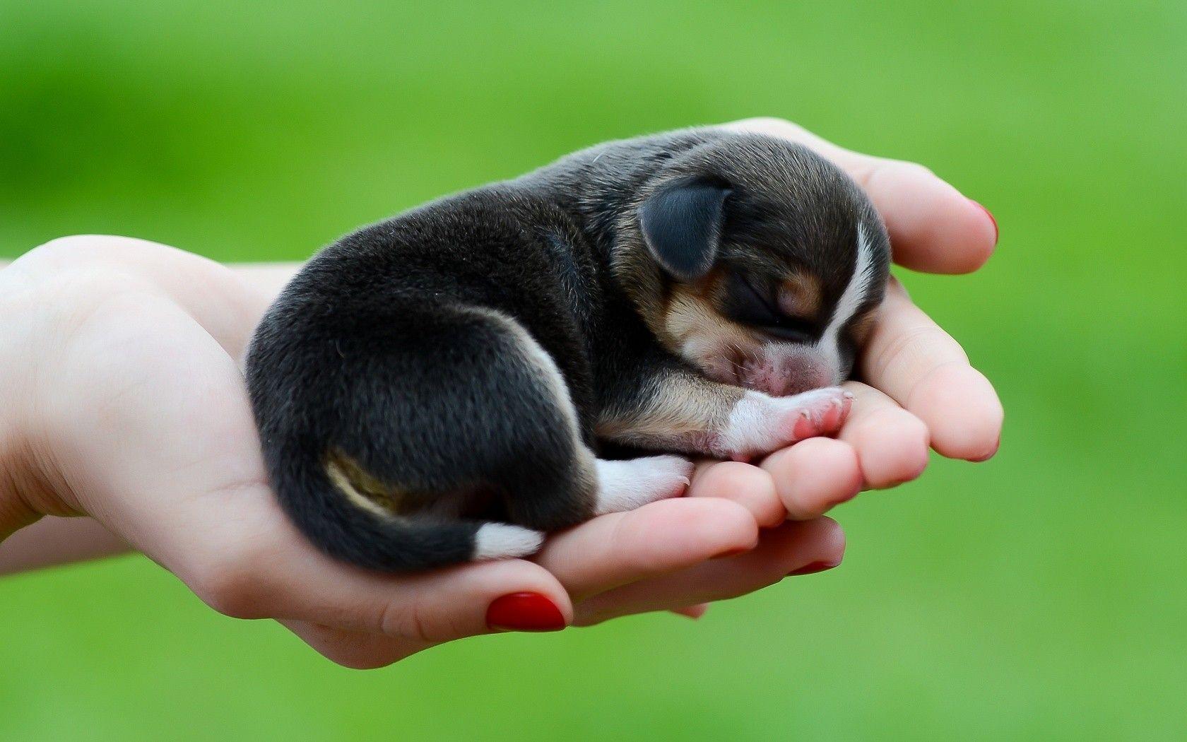 1680x1050 Baby Animals: Puppy Cute Baby Animals Wallpaper For Mobile for HD 16