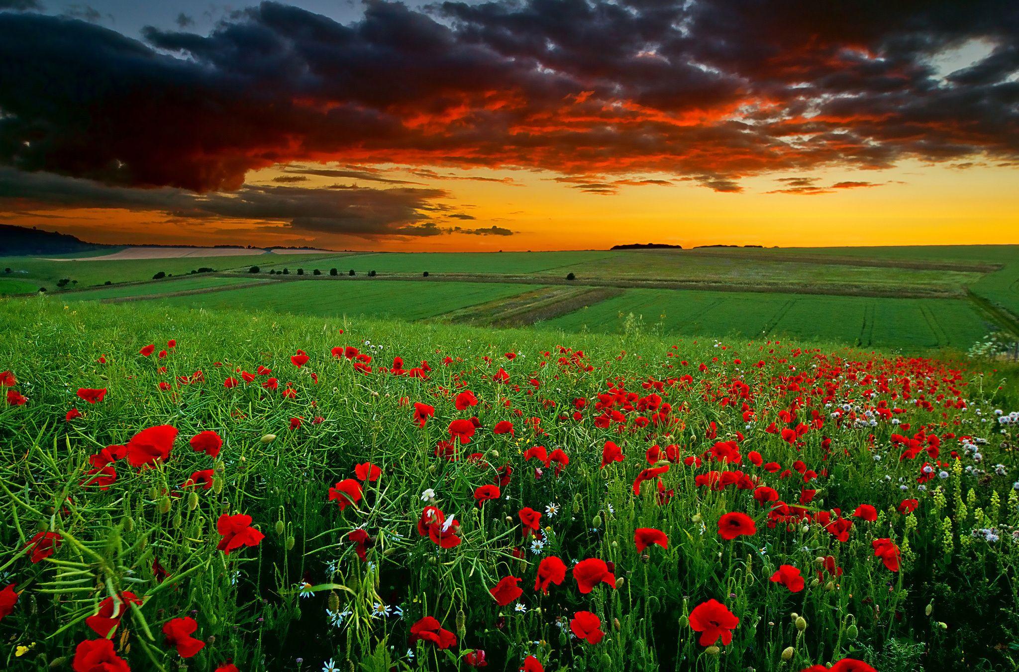 2048x1350 Wallpaper flowers, landscape, field .