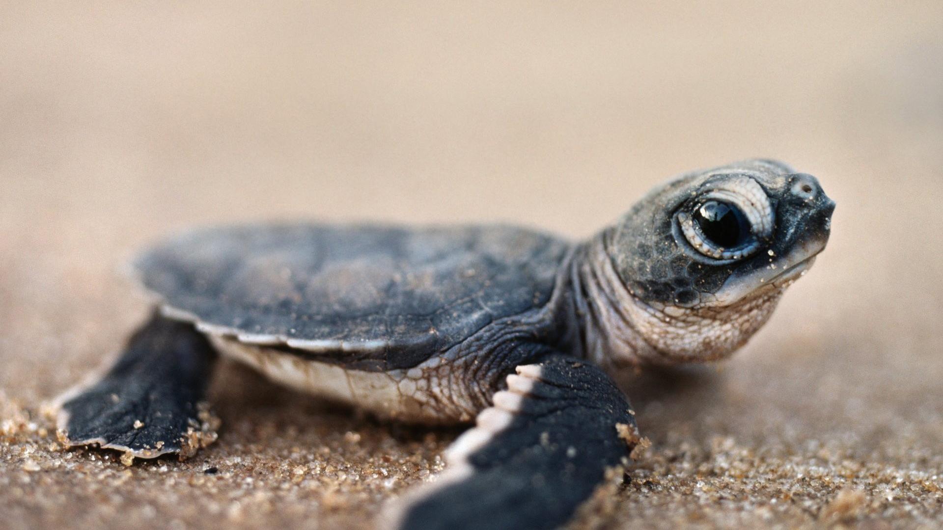 1920x1080 Free Baby Animal Wallpaper 34412 1920x1080 px