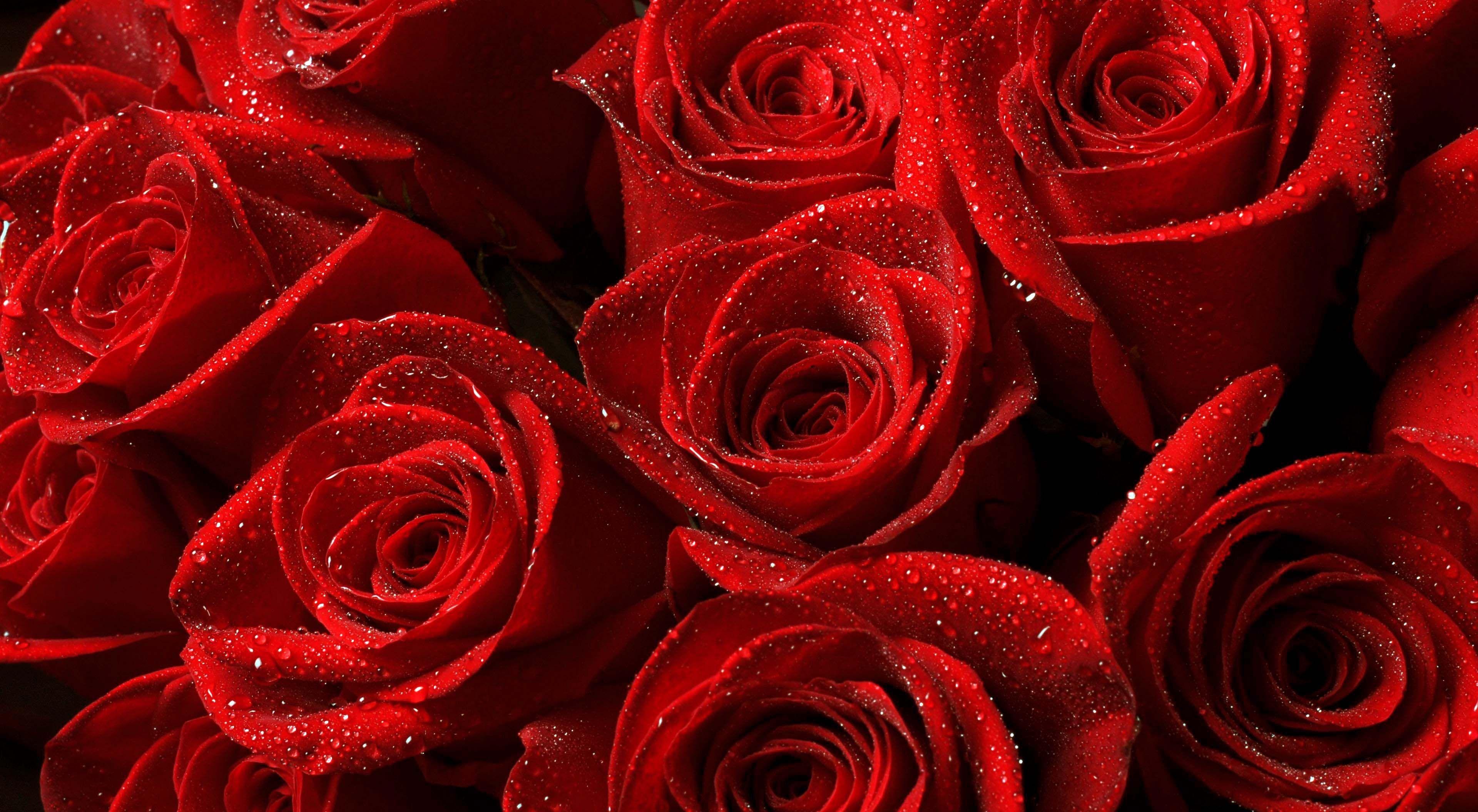 3840x2112 Red Rose Dope .17QQ.comline.