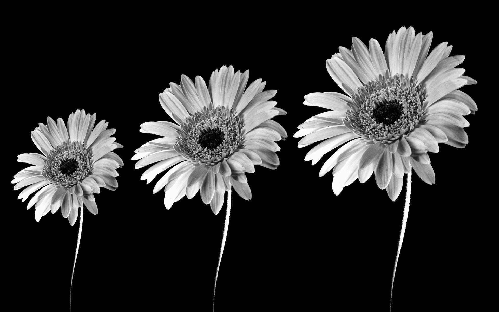1920x1200 Black Sunflower Wallpaperwallpaper.dog