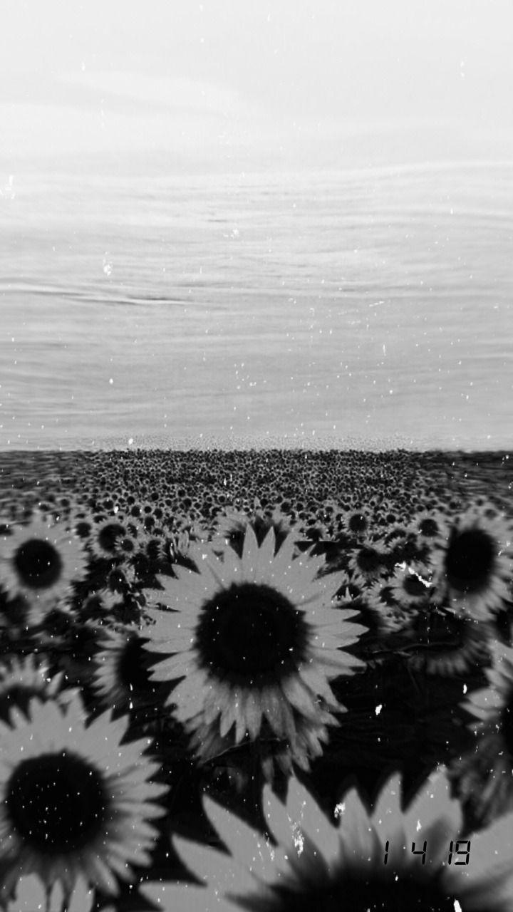 Black and White Sunflower Wallpapers Top Free Black and White Sunflower Backgrounds