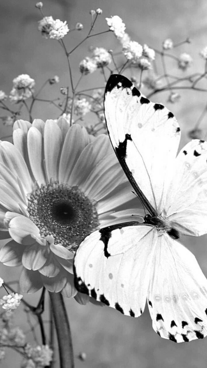 A Flower in Black and White  Free Stock Photo