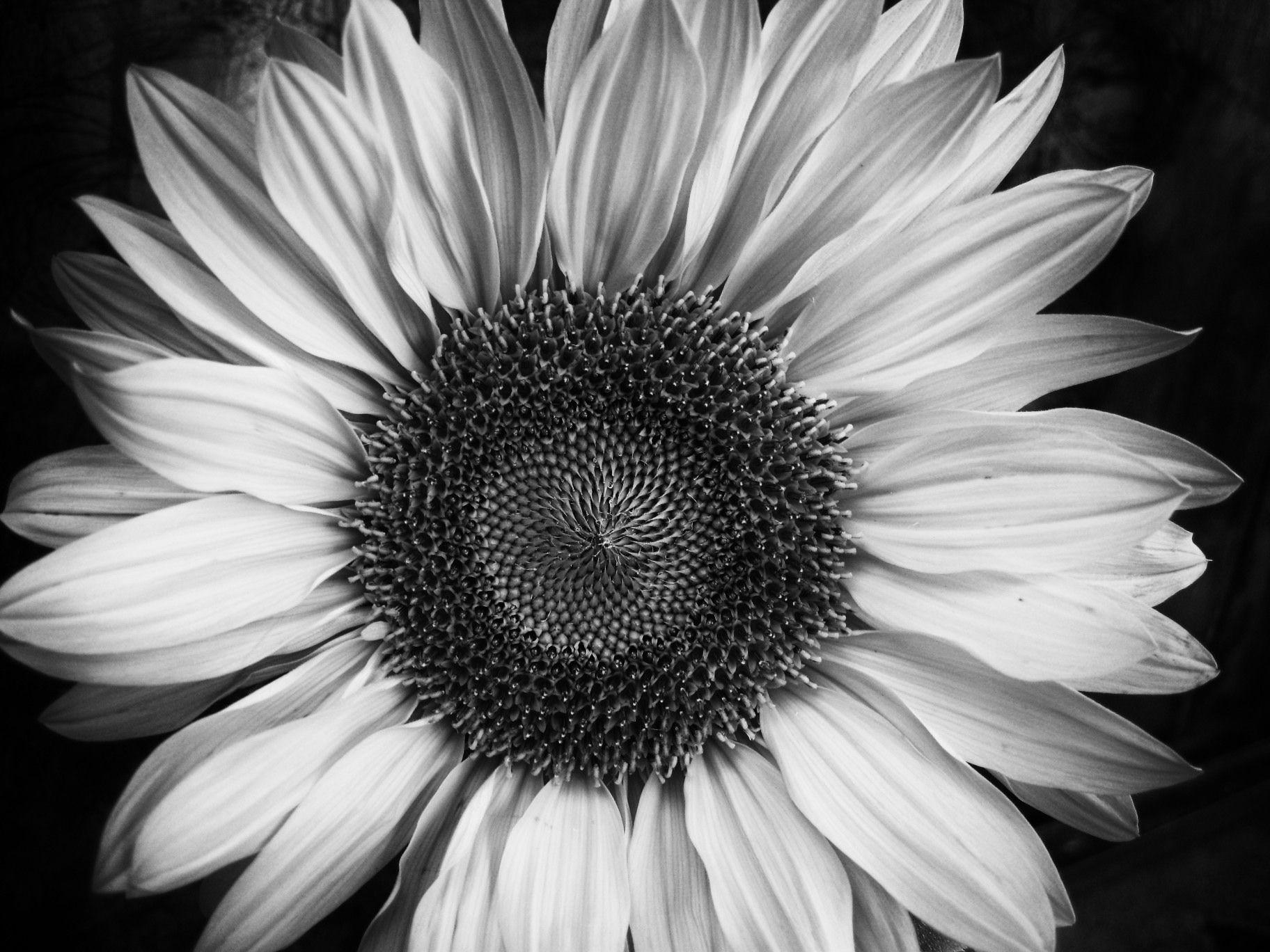 Black and White Sunflower Wallpapers - Top Free Black and White ...