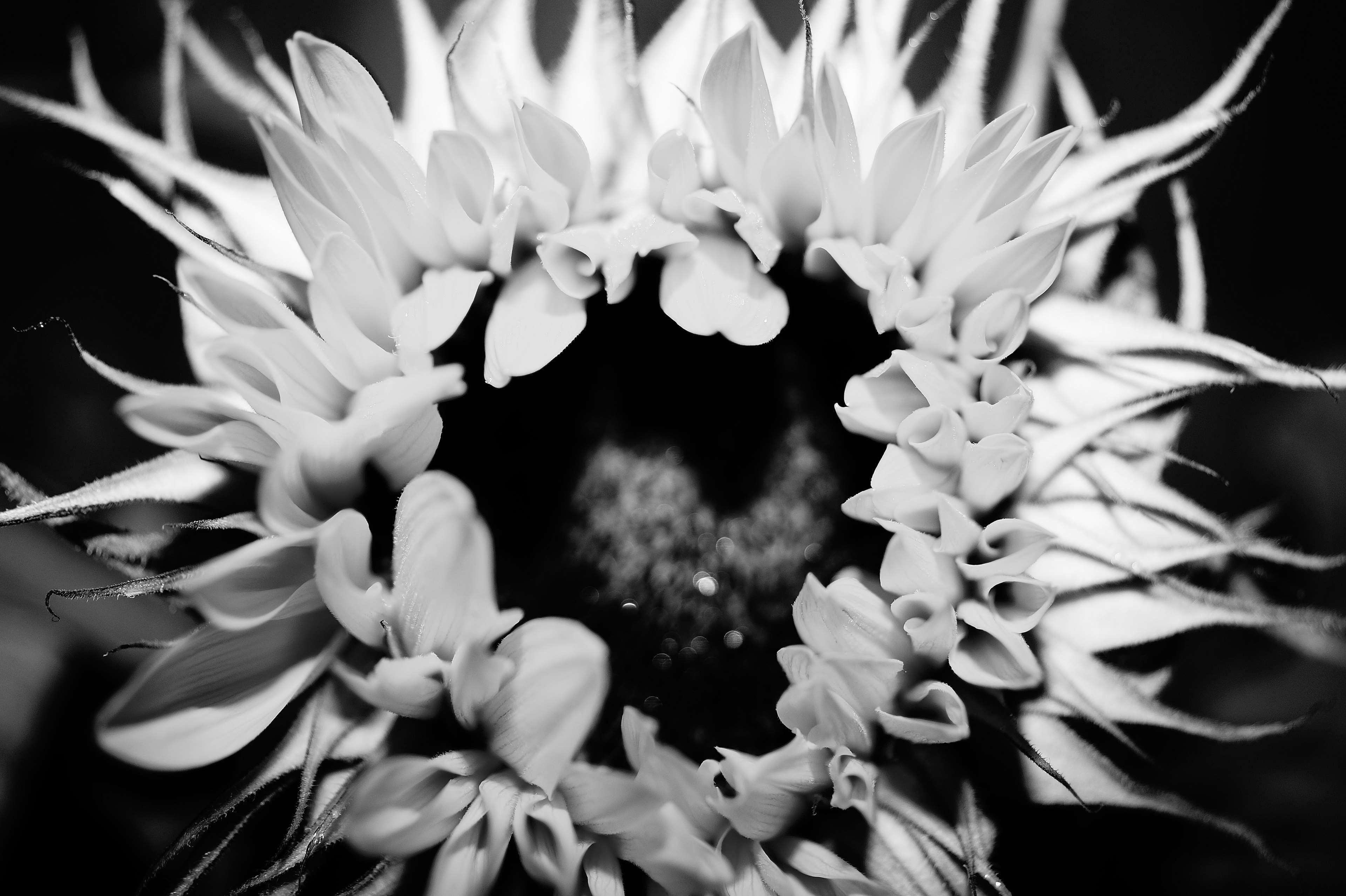 Black and White Sunflower Wallpapers Top
