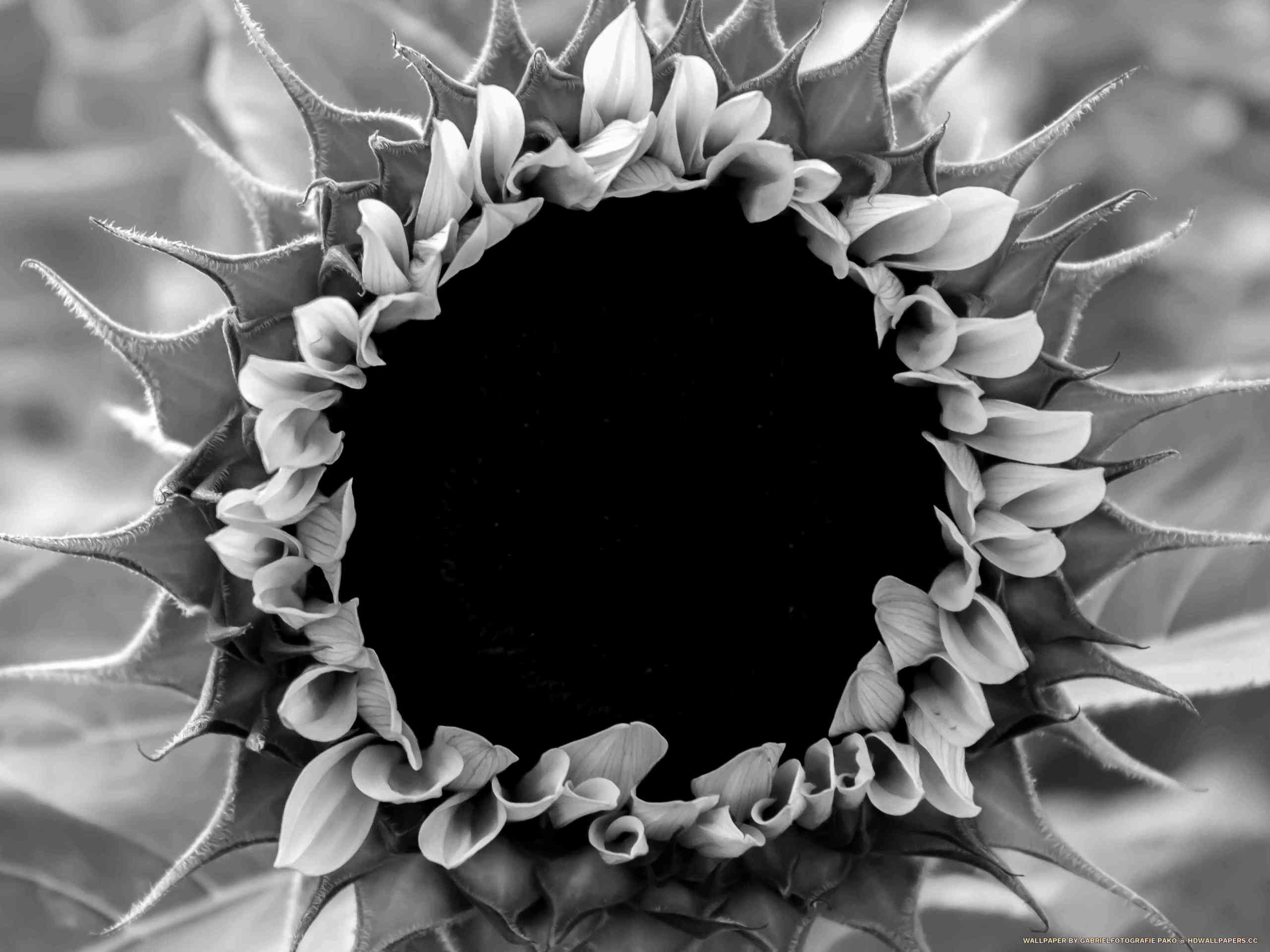 2562x1920 sunflower. HD