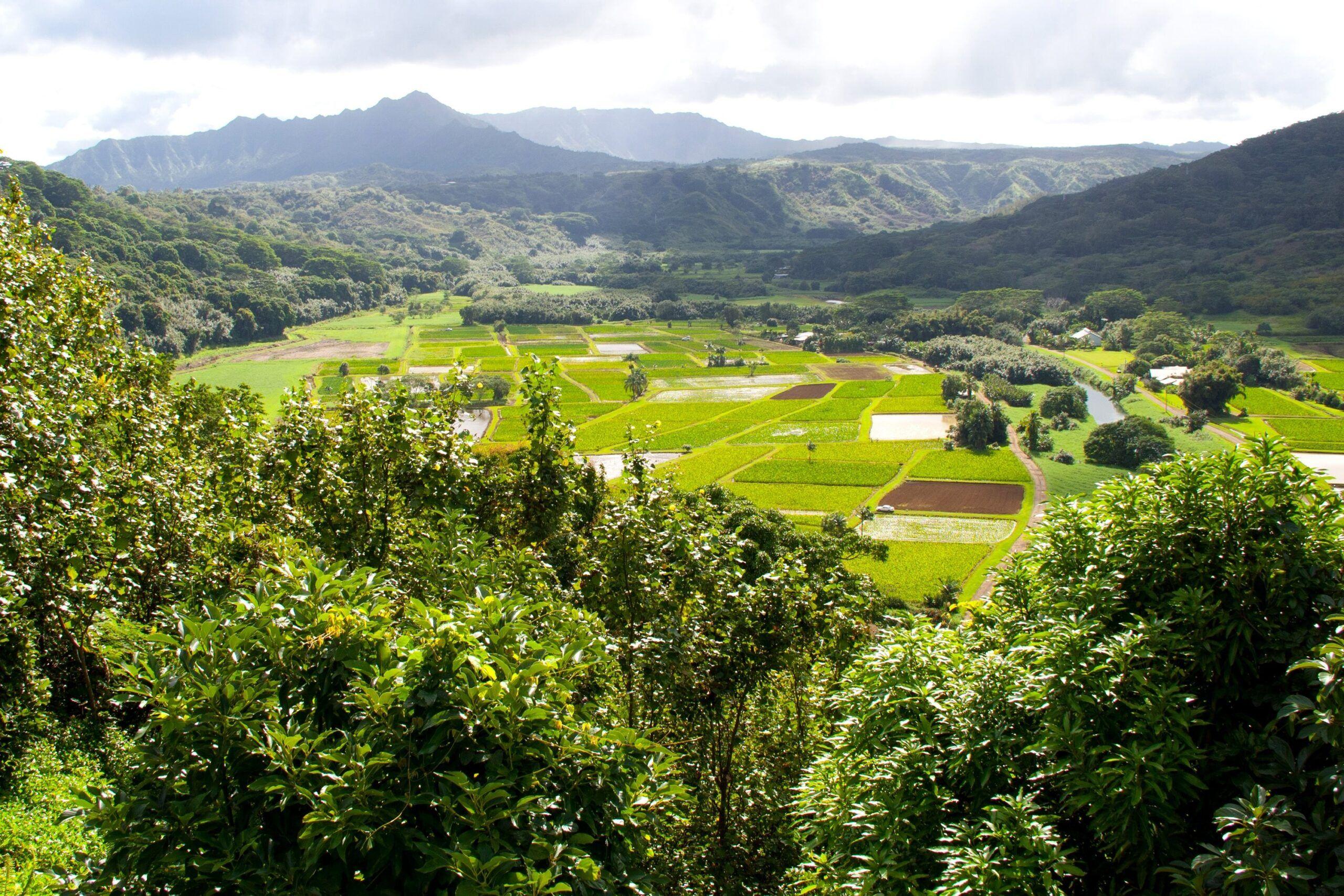2560x1707 Nature, Free Wallpaper, Hawaii, Trees .