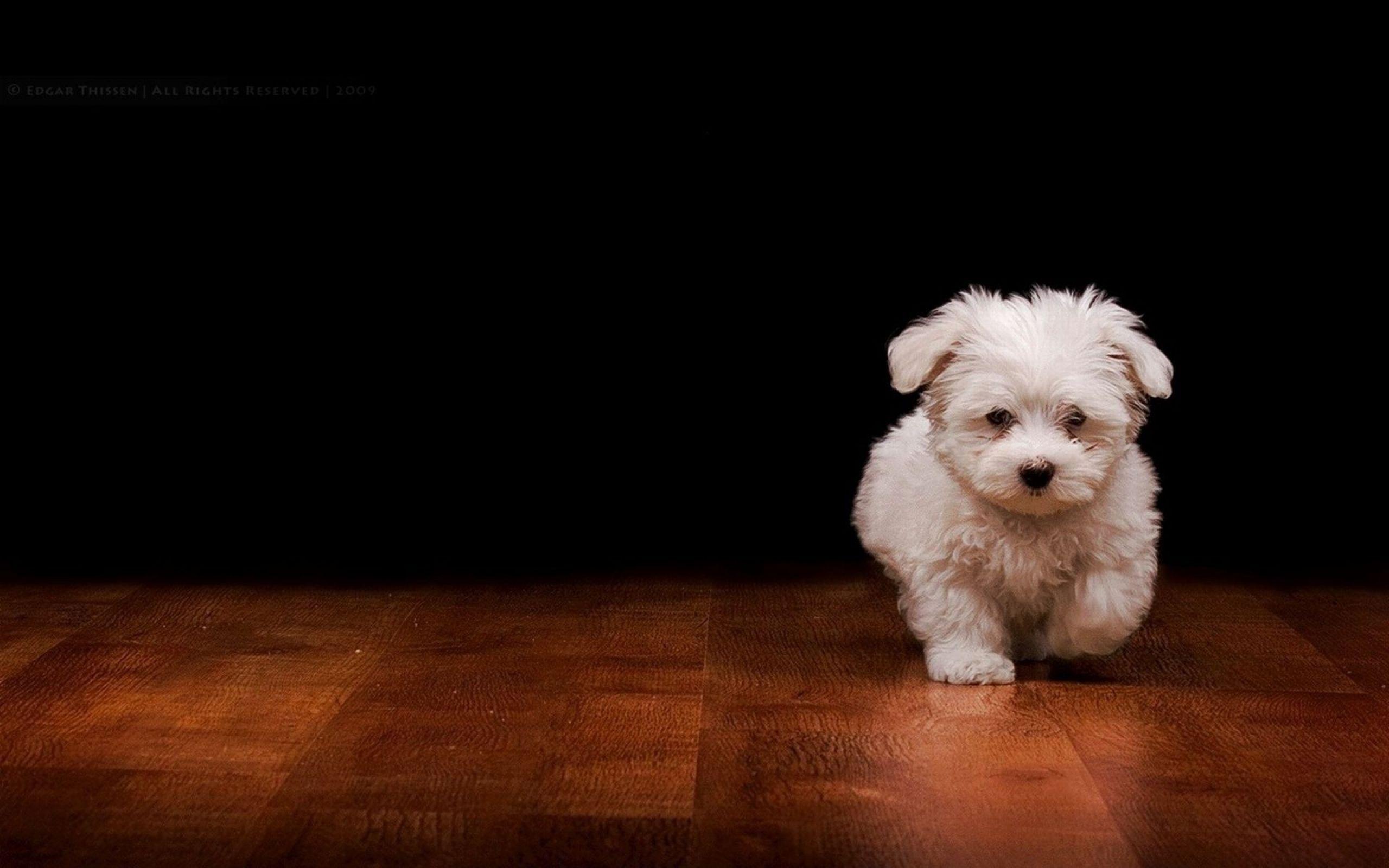 2560x1600 Dog Background free download
