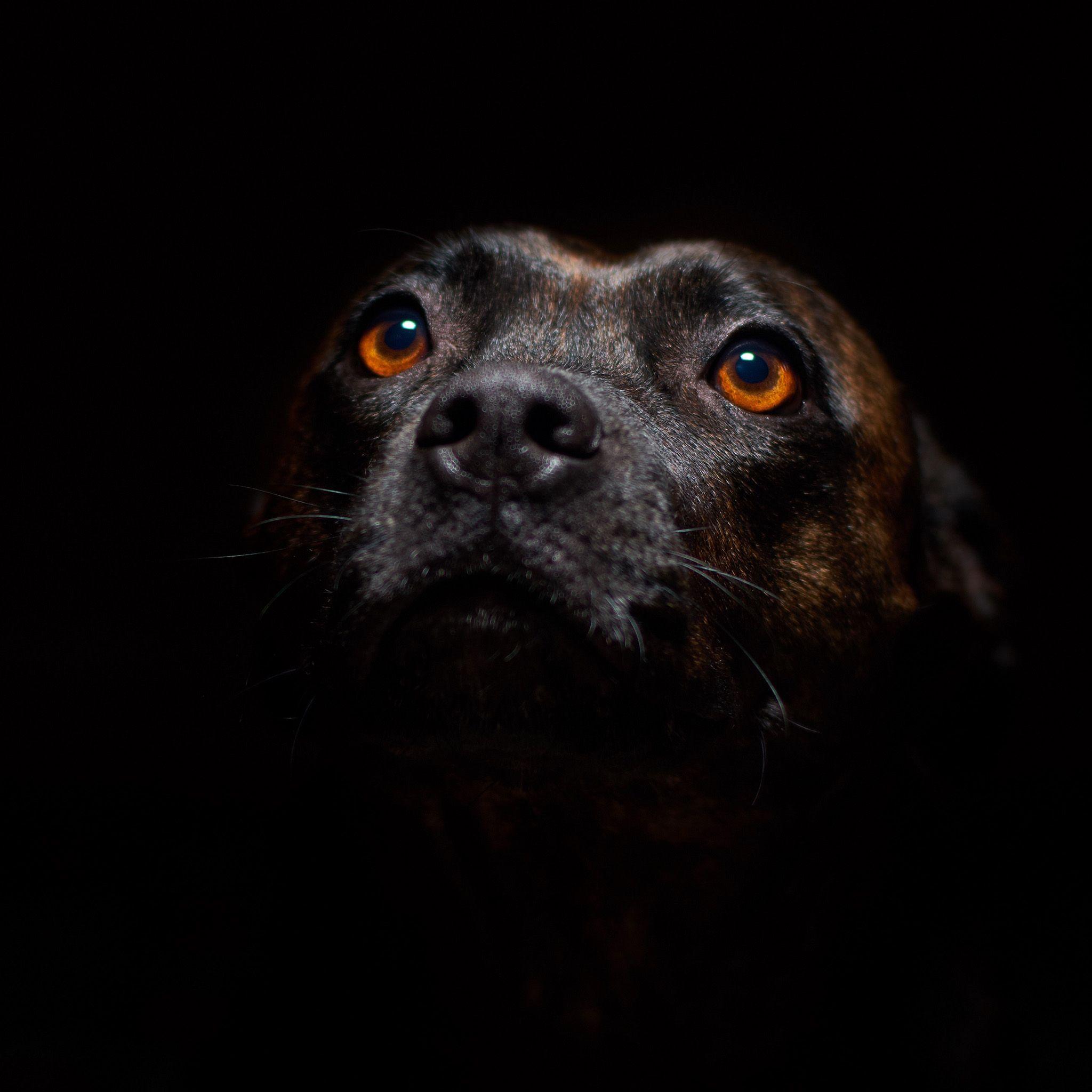 Dark Dogs Wallpapers - Top Free Dark Dogs Backgrounds - WallpaperAccess