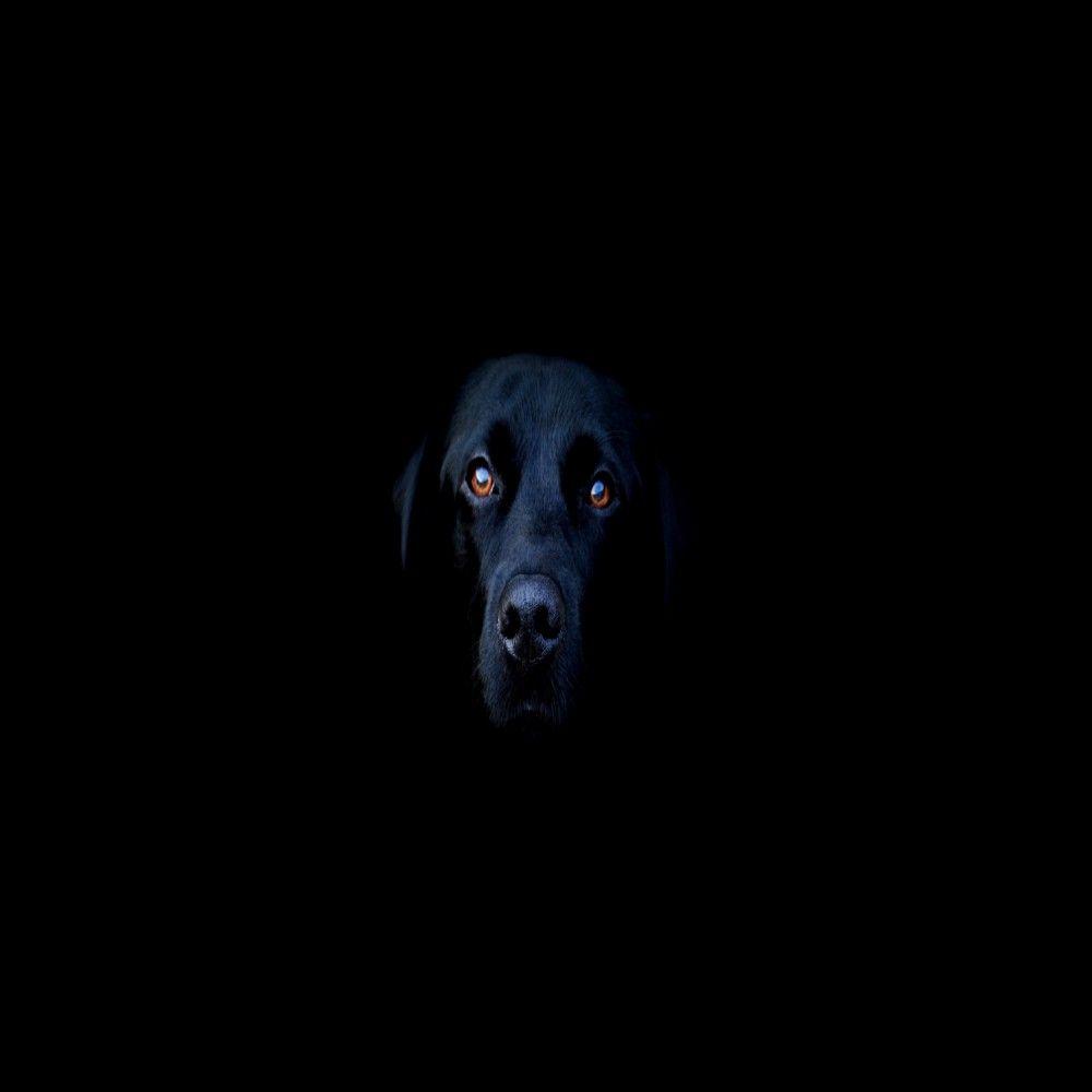 Dark Dogs Wallpapers - Top Free Dark Dogs Backgrounds - WallpaperAccess