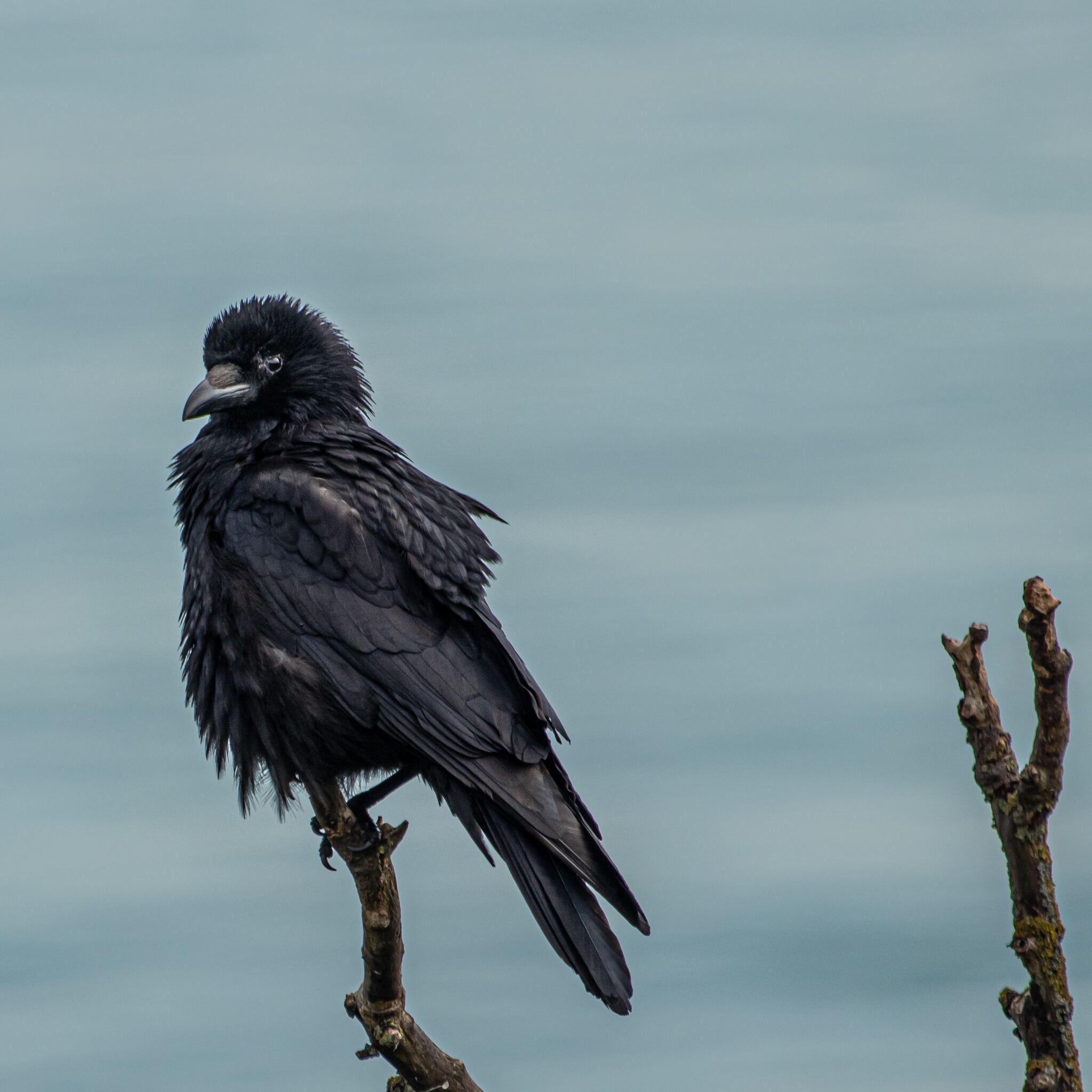 2048x2048 Crow 4k iPad Air HD 4k Wallpaper, Image, Background, Photo and Picture