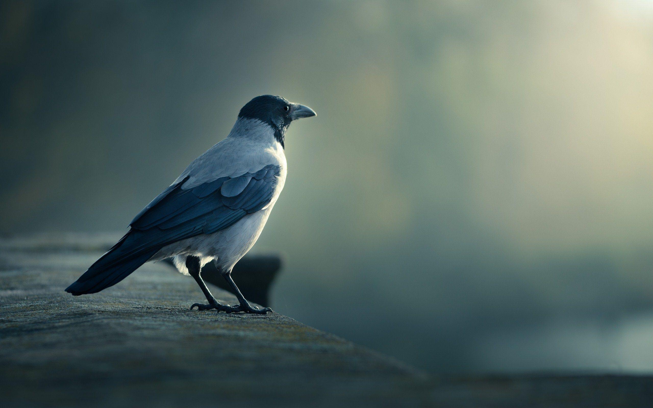 2560x1600 HD Desktop Wallpaperk HDhddesktopwallpaper.in