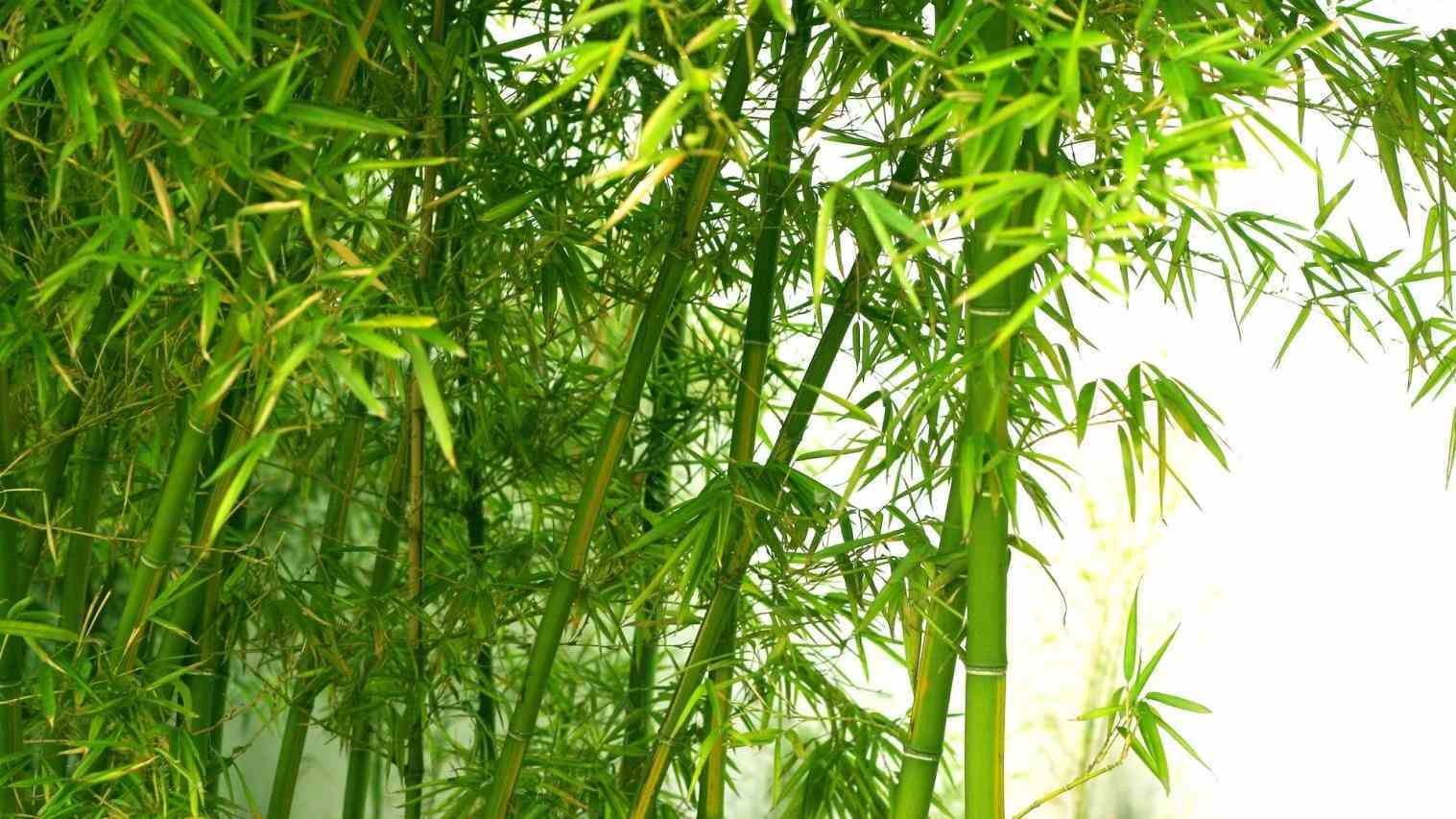 1517x853 Bamboo Forest Drawing.com. Free for personal use