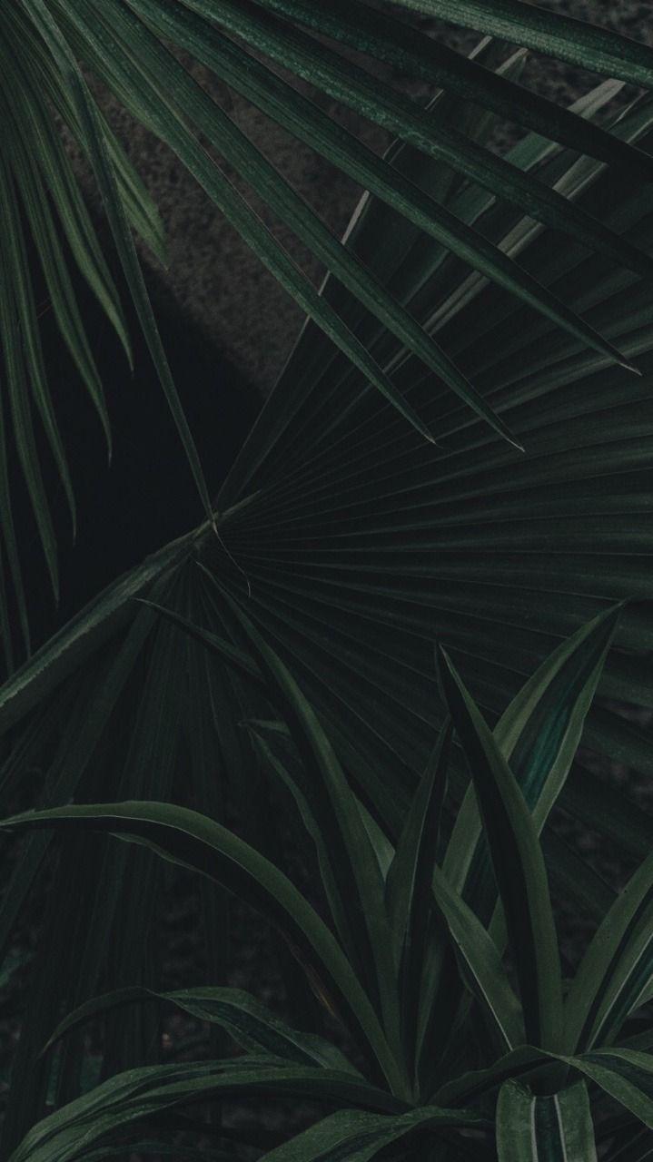 719x1280 Aesthetic Dark Green Leaves