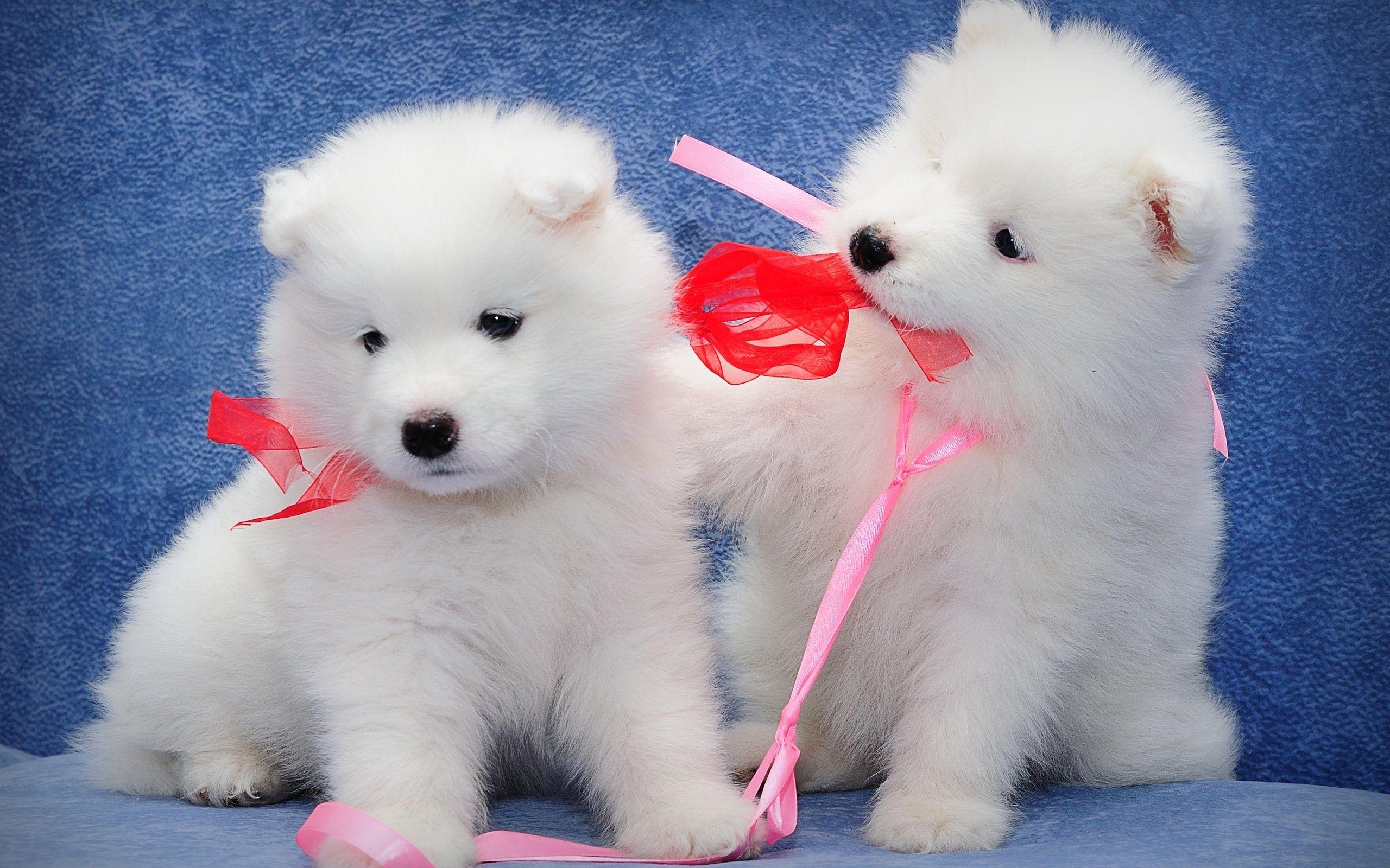 2560x1600 Puppy Wallpaper