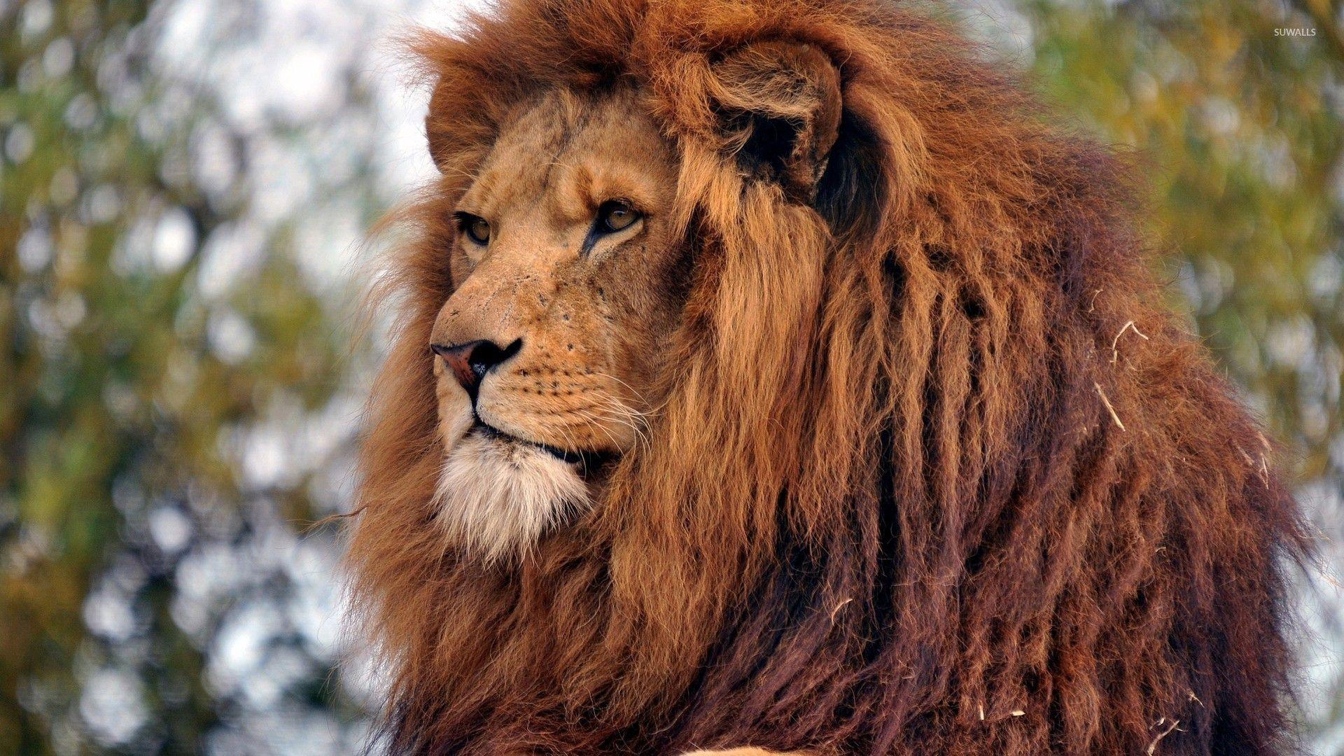 Majestic Lion Wallpapers - Top Free Majestic Lion Backgrounds
