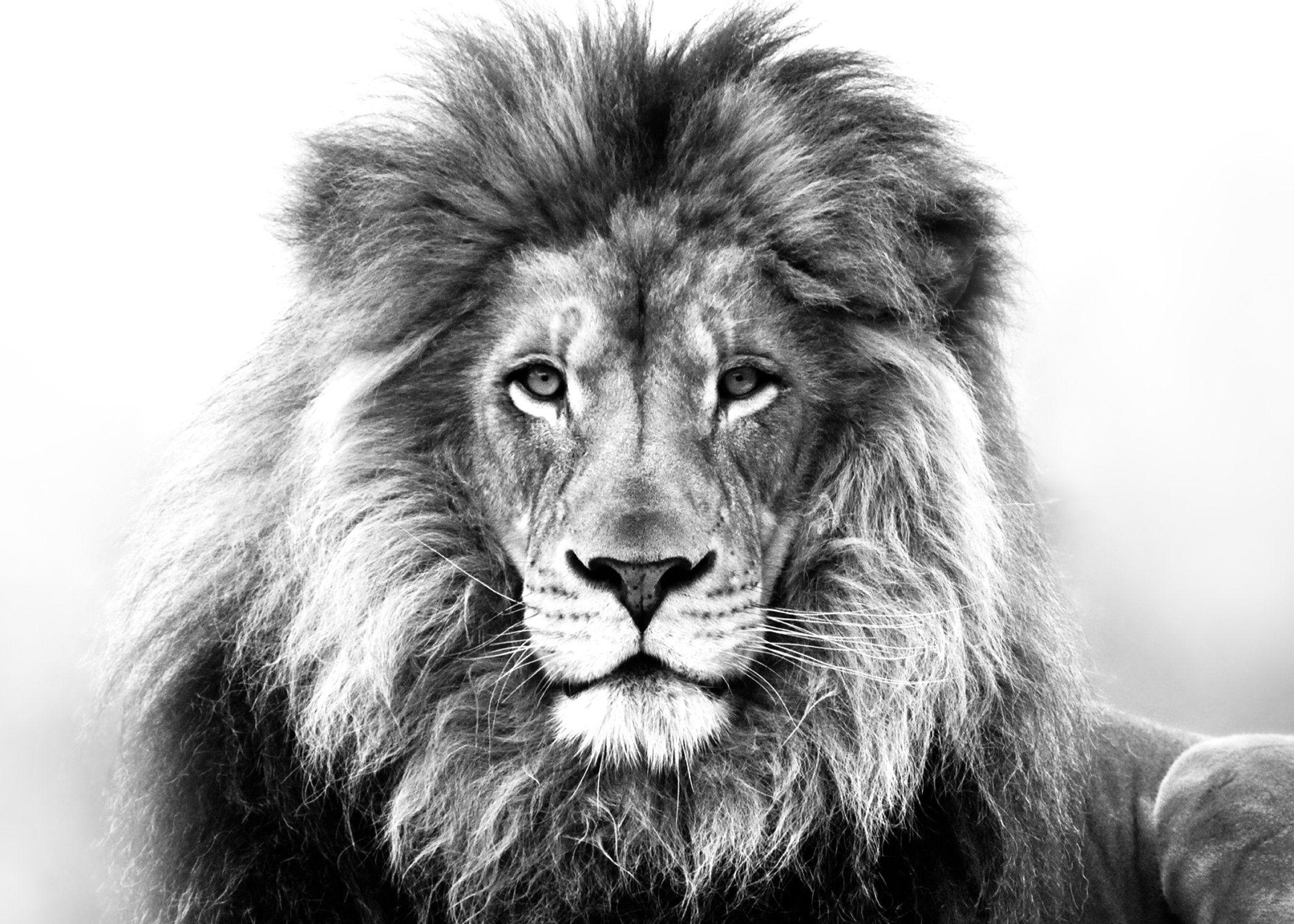 2100x1500 HD wallpaper of majestic animals from around the globe