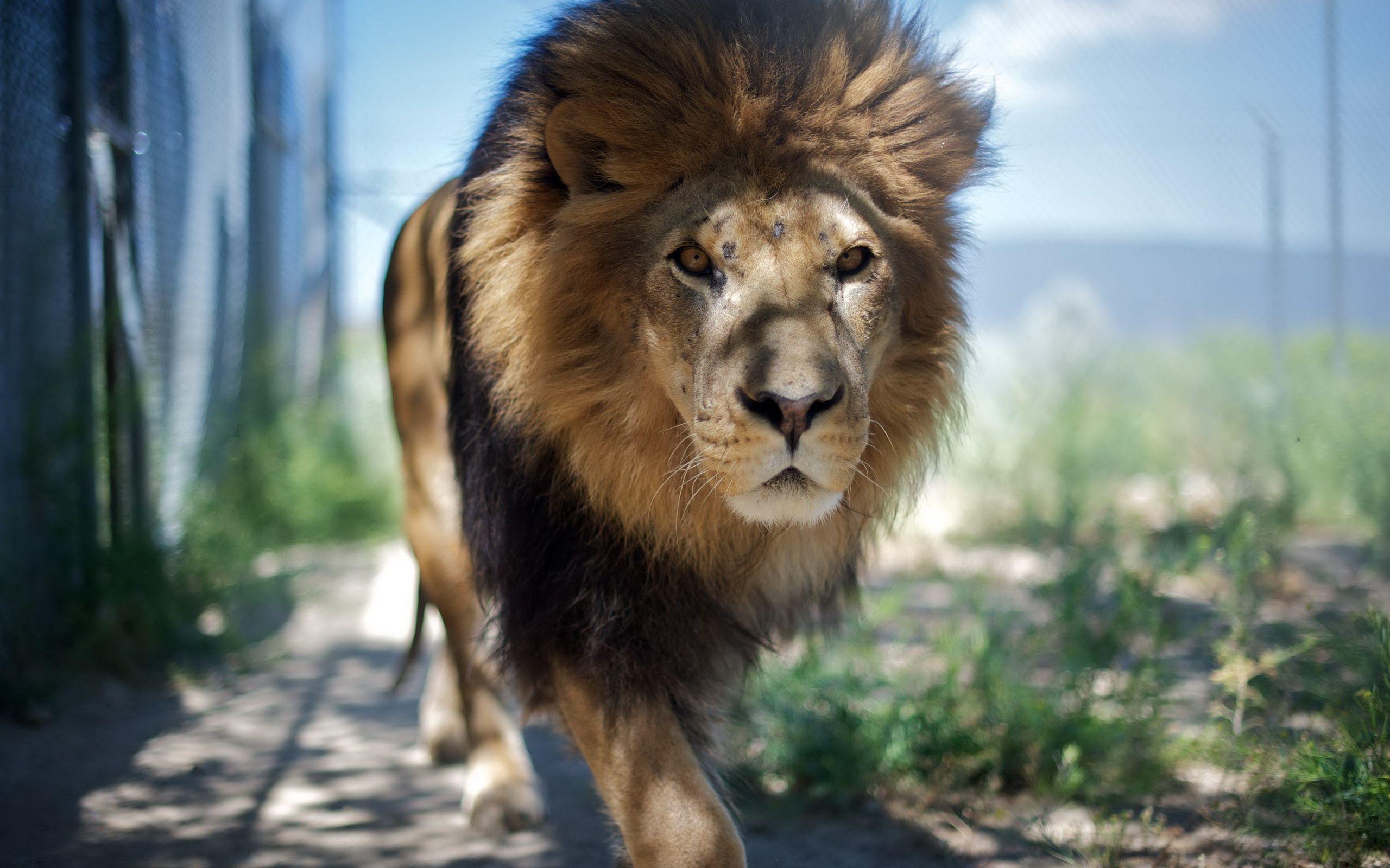 2560x1600 Majestic Male Lion wallpaper .