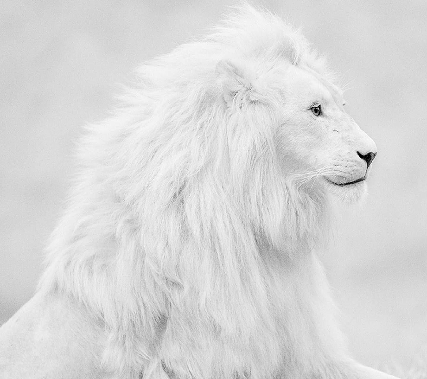 1440x1280 Majestic White Lion HD Wallpaper