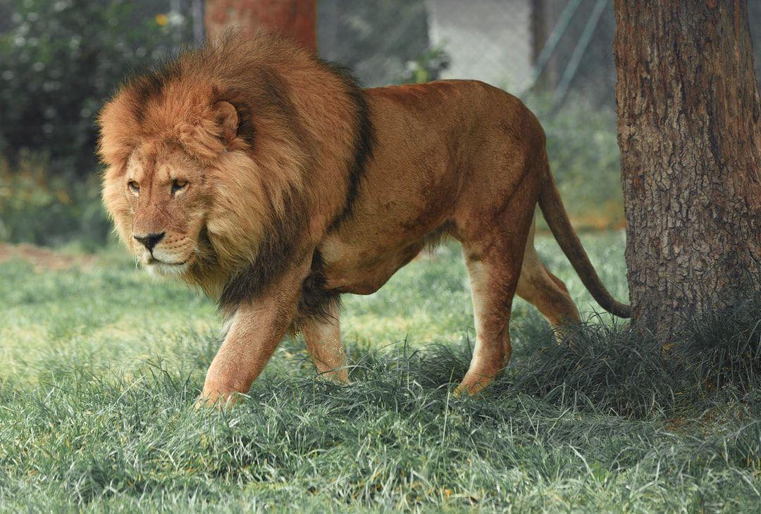 1080x730 Lion Wallpaper: Free HD Download .com