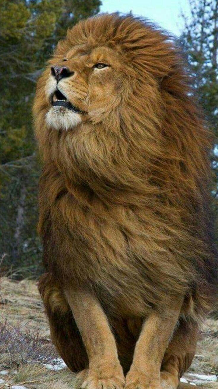 736x1309 Animals beautiful .com