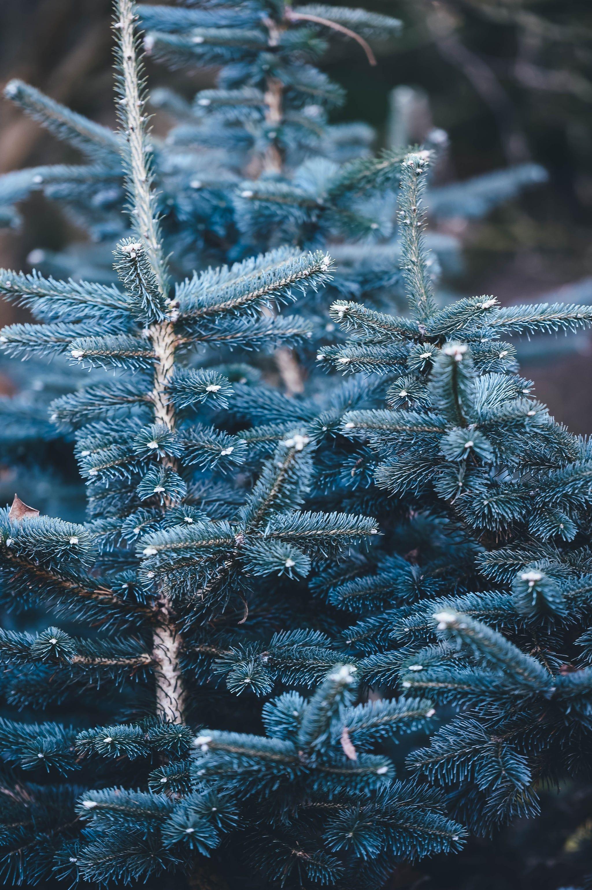 2048x3077 Christmas Tree iPhone Wallpaper Christmas Wallpaper That'll Make Your Home Screen Aesthetically Pleasing This Holiday. Tech Photo 31