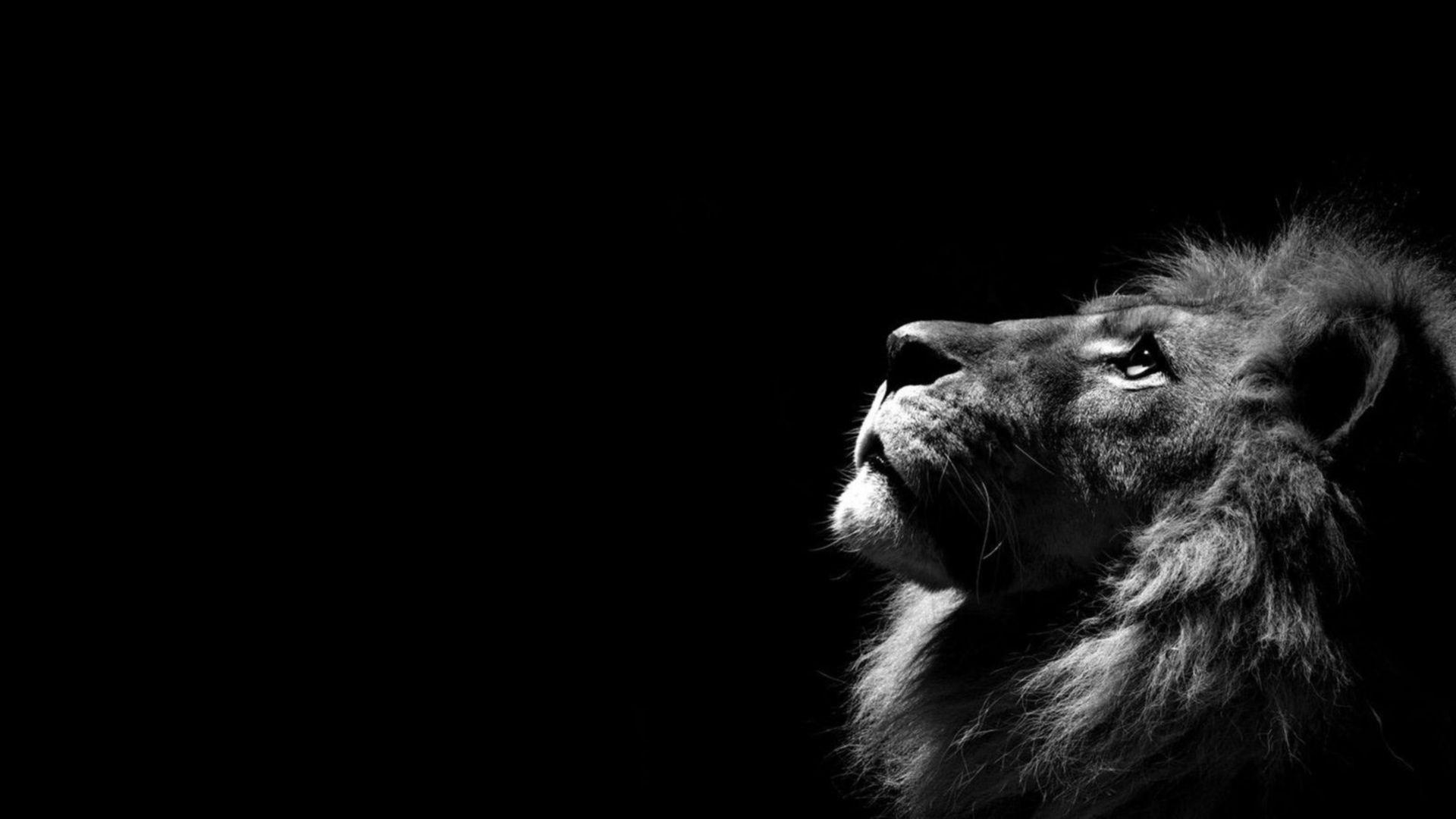 1920x1080 Reality Lion HD Pics For Pc & Mac, Laptop, Tablet, In Black Background