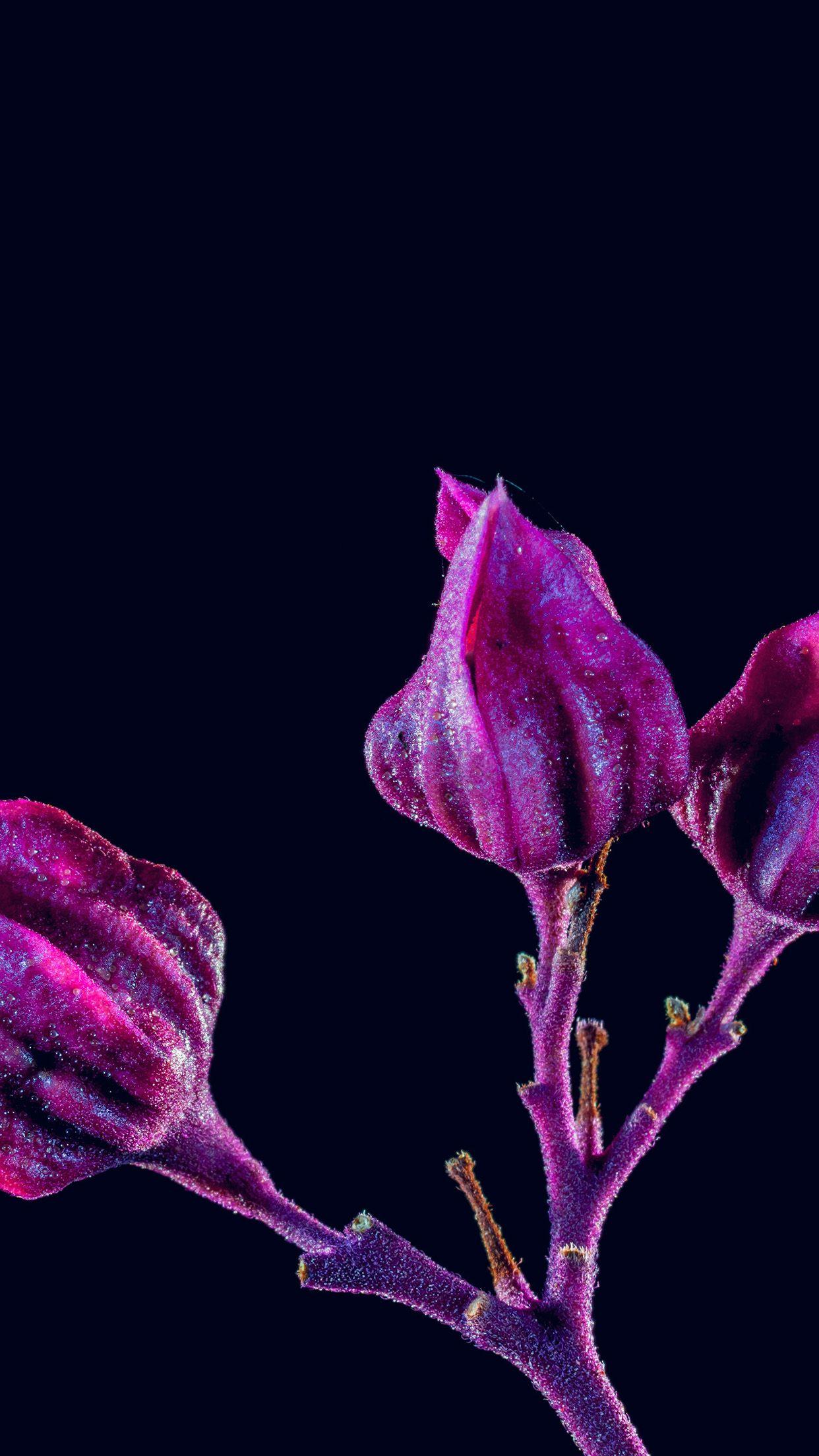 1242x2208 Nature iPhone Purple Wallpaper HD .