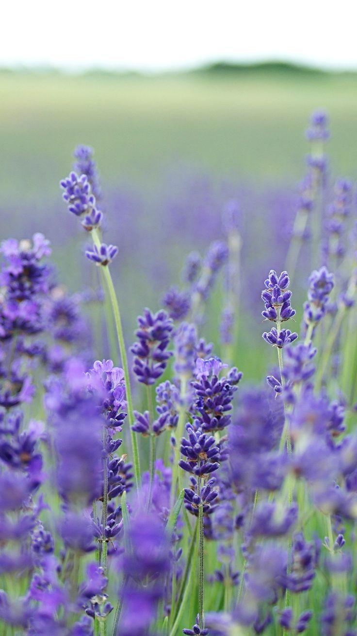 736x1308 Beautiful Back to Nature iPhone .