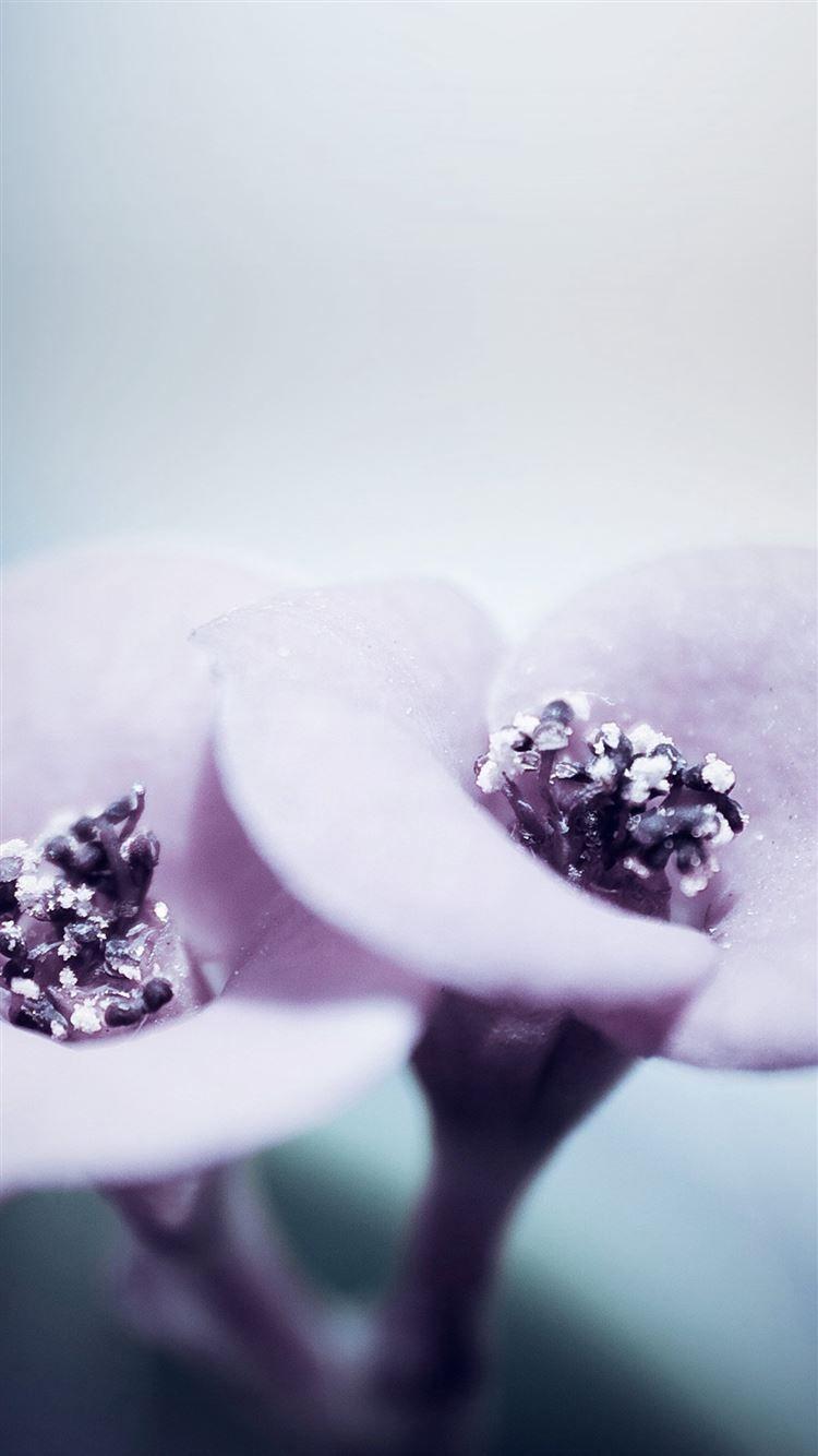 750x1334 Flower Blue Purple Beautiful Rain .