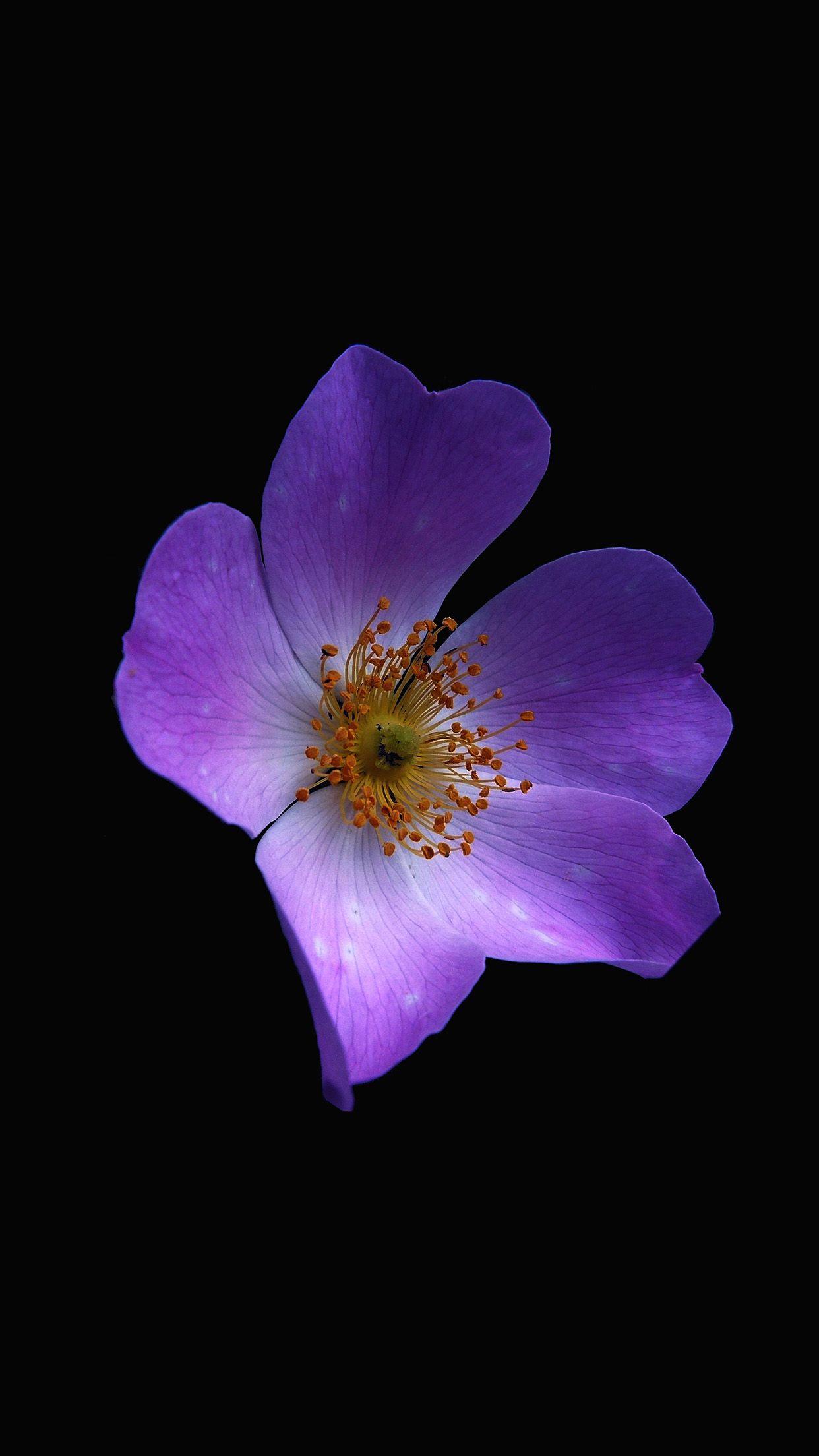 1242x2208 Macro Flower Dark Purple Nature .phone Wallpaper.co.uk