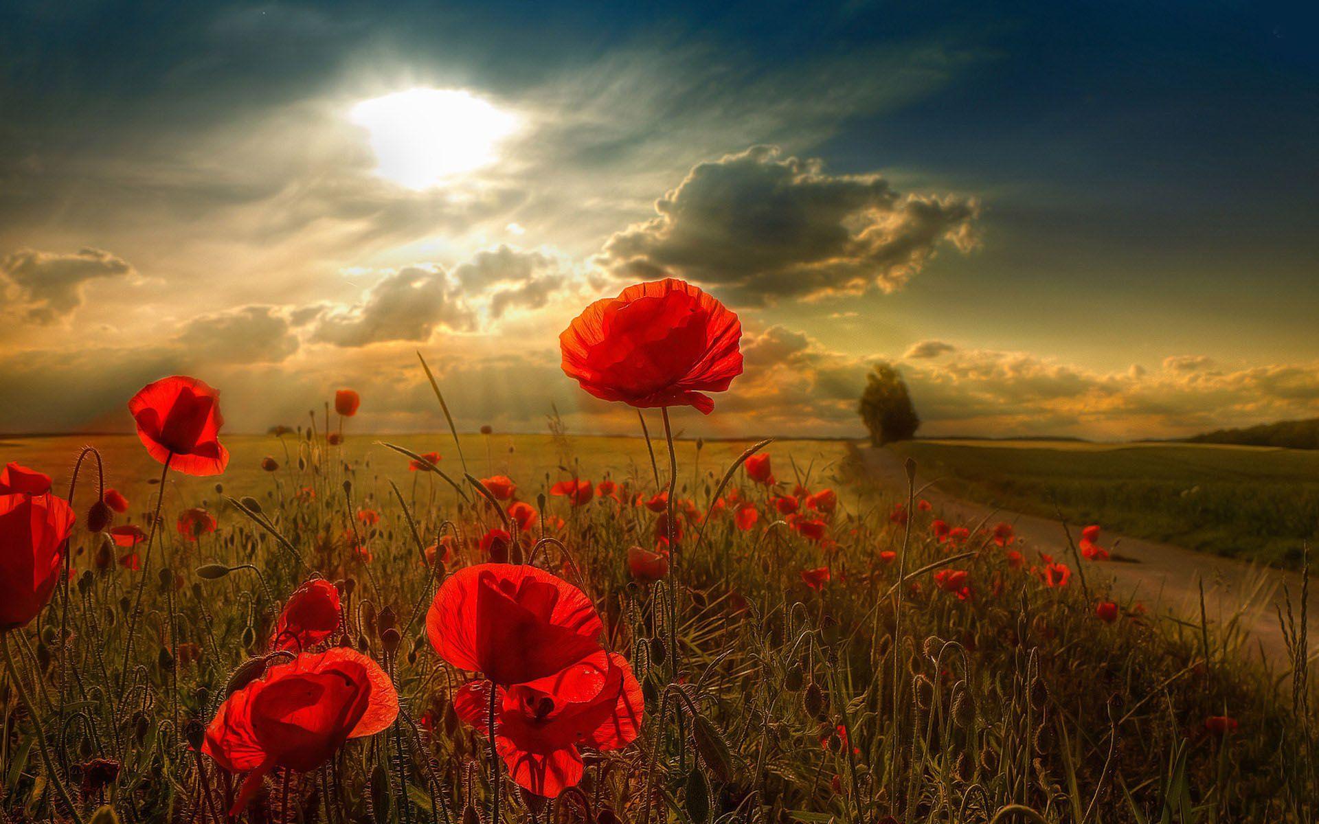 Poppy Wallpapers - Top Free Poppy Backgrounds - WallpaperAccess Poppy Wallpapers - Top Free Poppy Backgrounds - WallpaperAccess