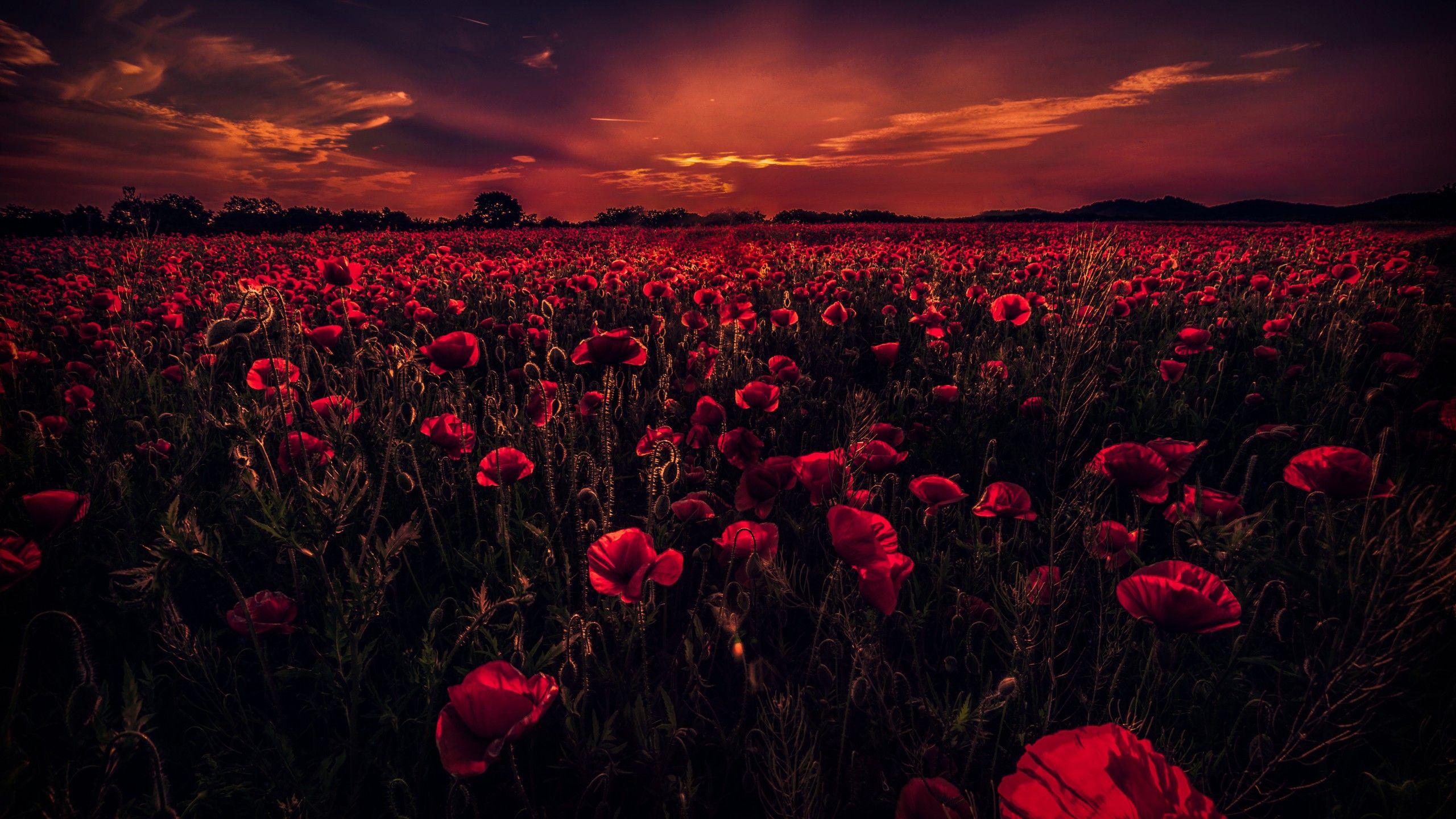 2560x1440 Wallpaper Poppy Field, Sunset, Red poppies, HD, 5K, Nature