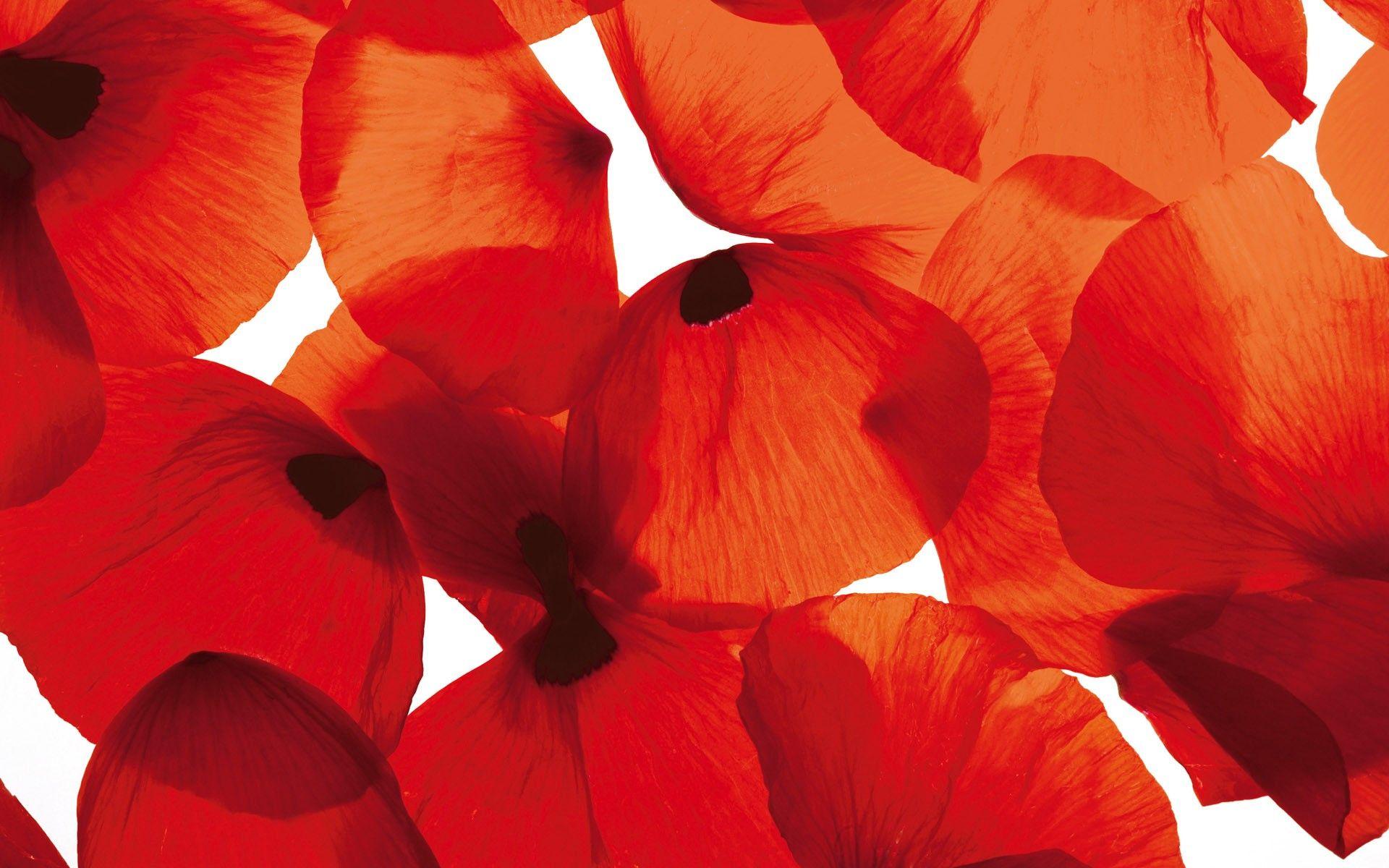 1920x1200 flowers, poppy, flower petals Wallpaper /