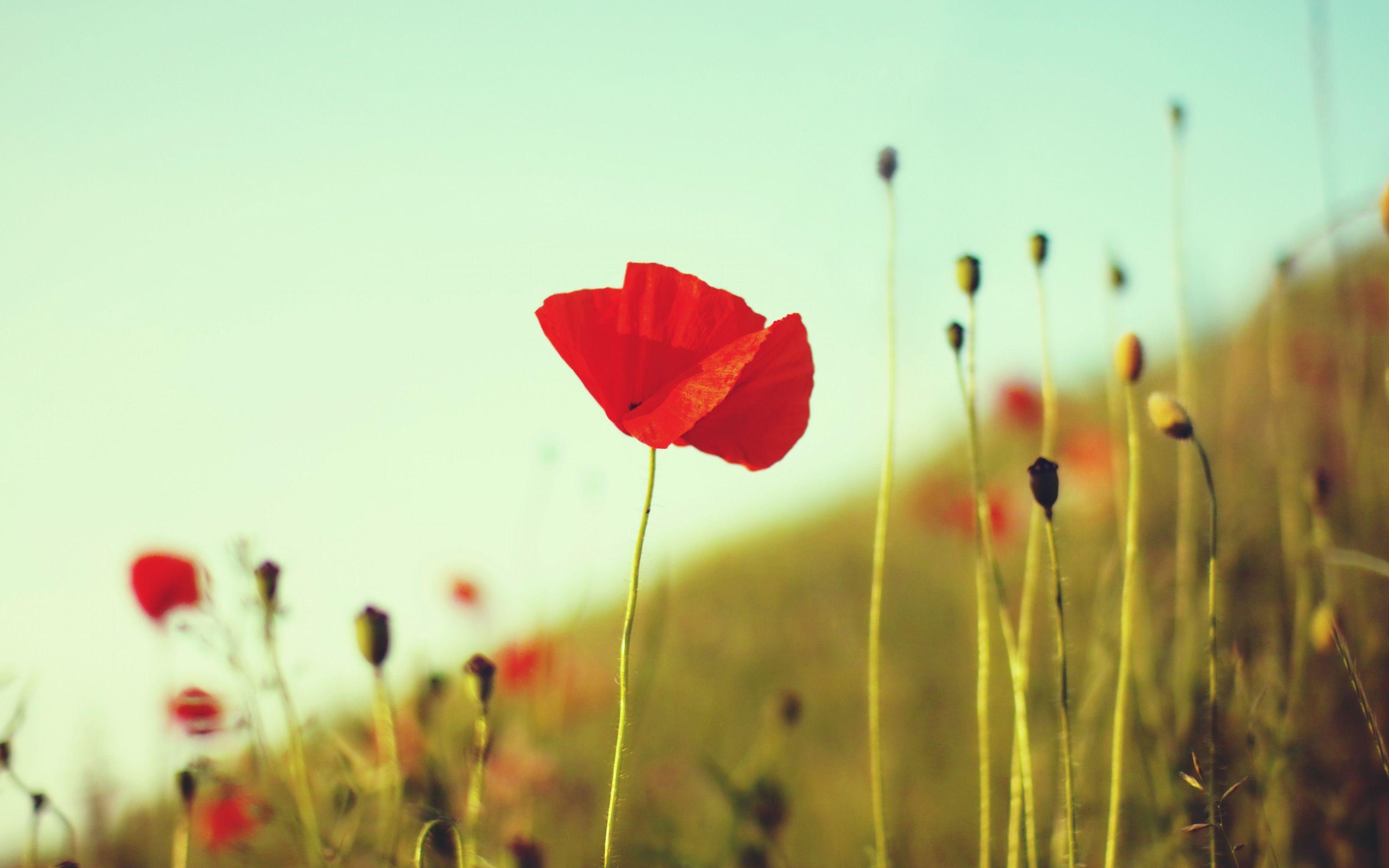 3200x2000 Red Poppy Wallpaperx2000