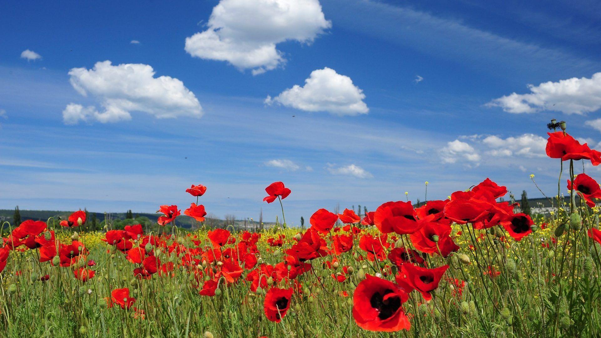 1920x1080 Fields: Fields Poppy Field Nature Poppies Flower Desktop Wallpaper