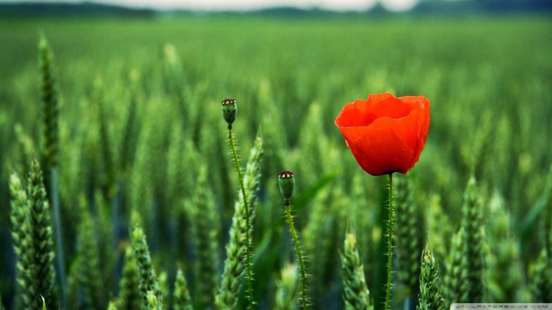 1920x1080 Lone Poppy ❤ 4K HD Desktop Wallpaper for 4K Ultra HD TV • Tablet