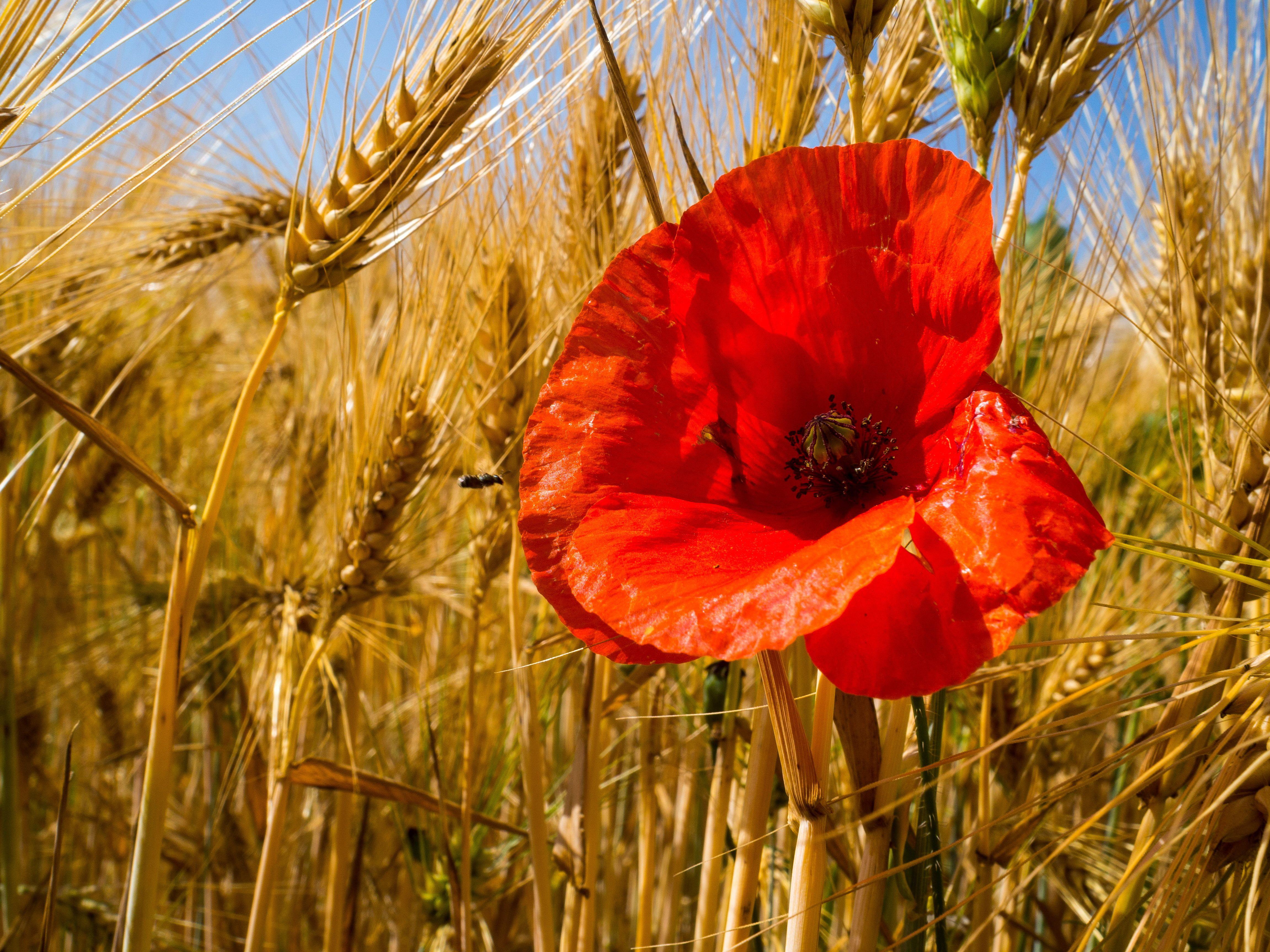 4608x3456 Red Poppy flower at daytime HD wallpaper