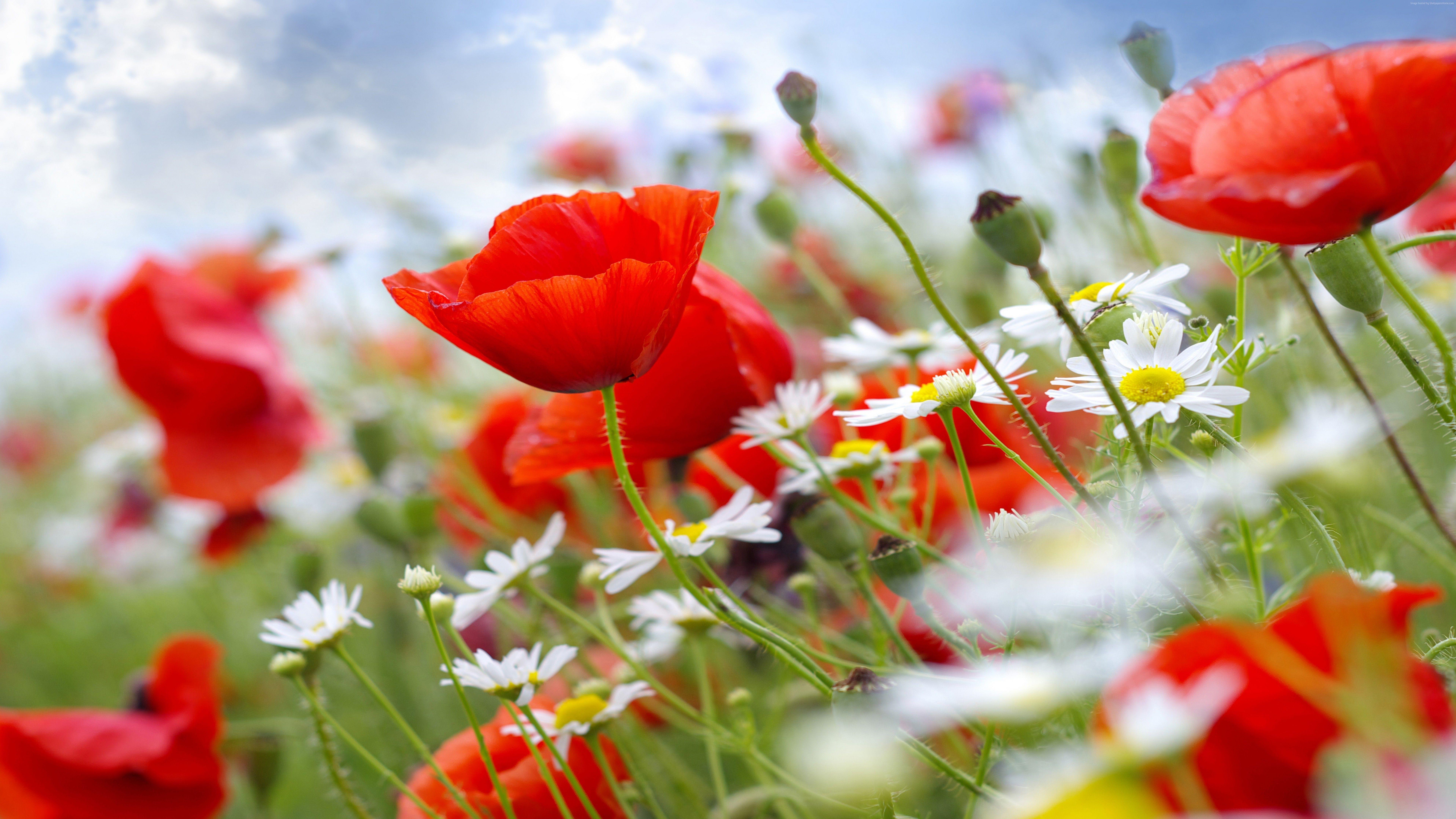 7680x4320 Wallpaper Poppy, 5k, 4k wallpaper, 8k, meadows, wildflowers, Nature