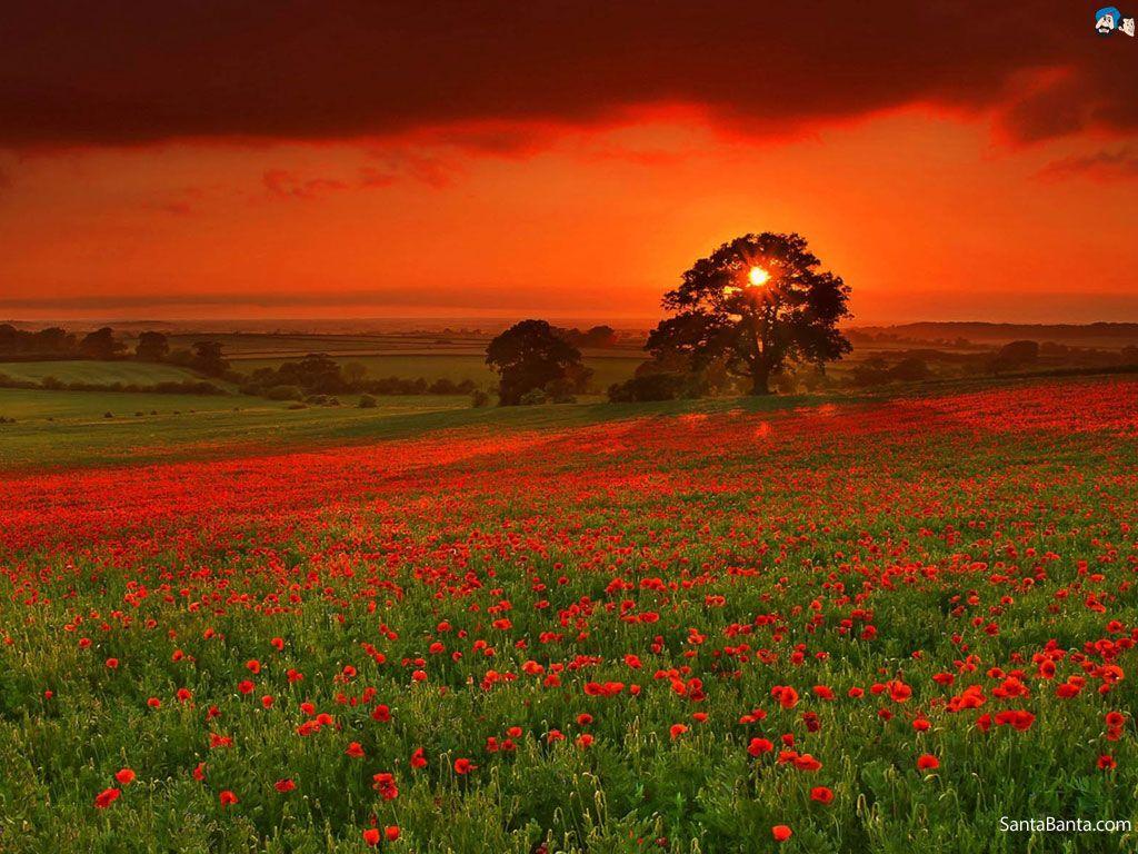 1024x768 Poppy Wallpaper