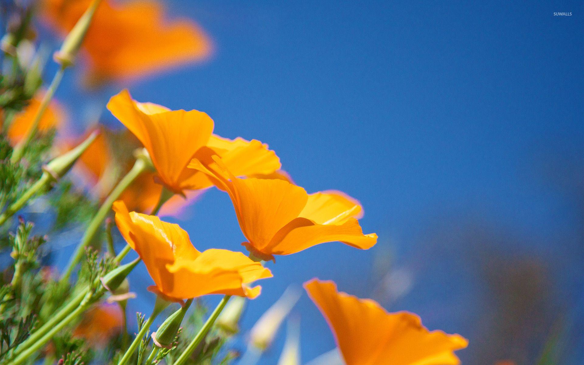1920x1200 California poppies wallpaper wallpaper