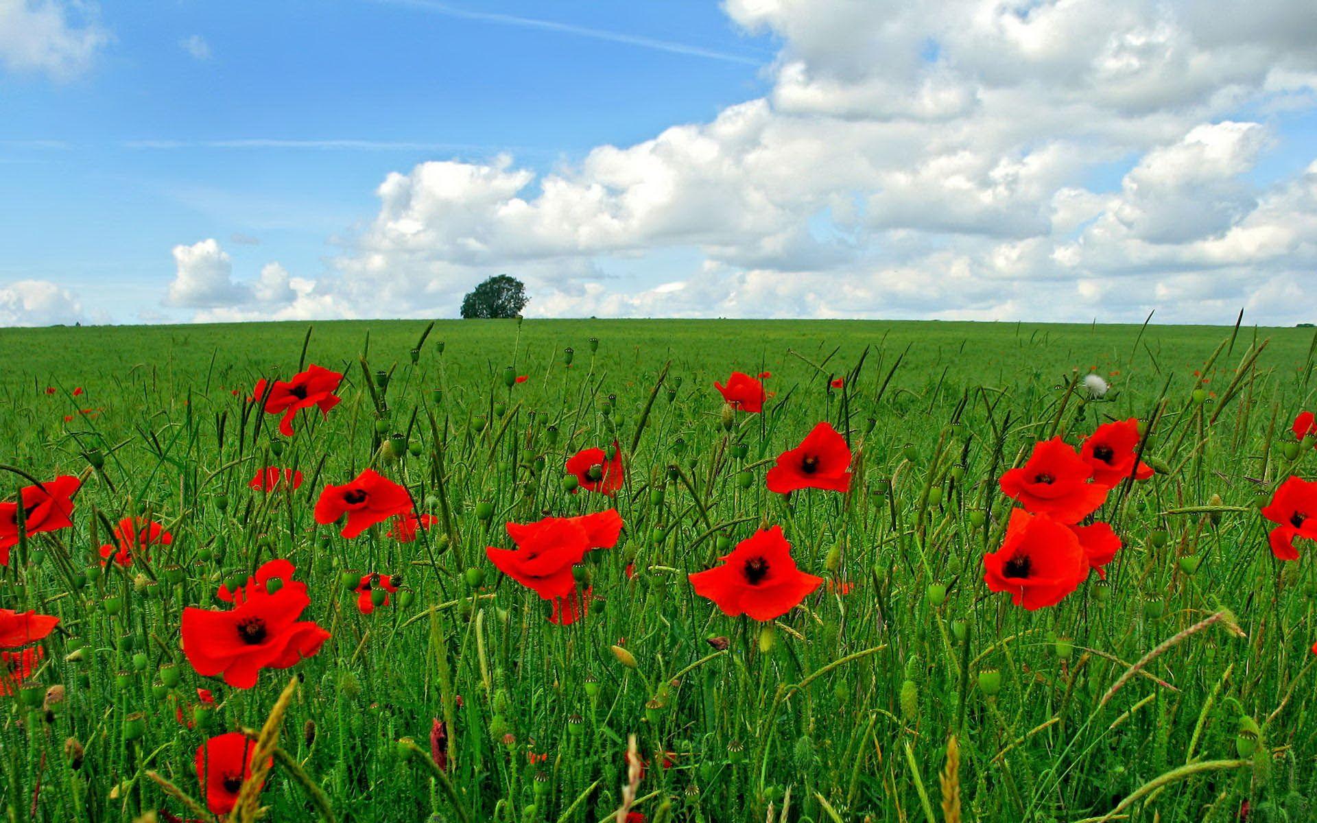 1920x1200 Poppy. Free Desktop Wallpaper for Widescreen, HD and Mobile